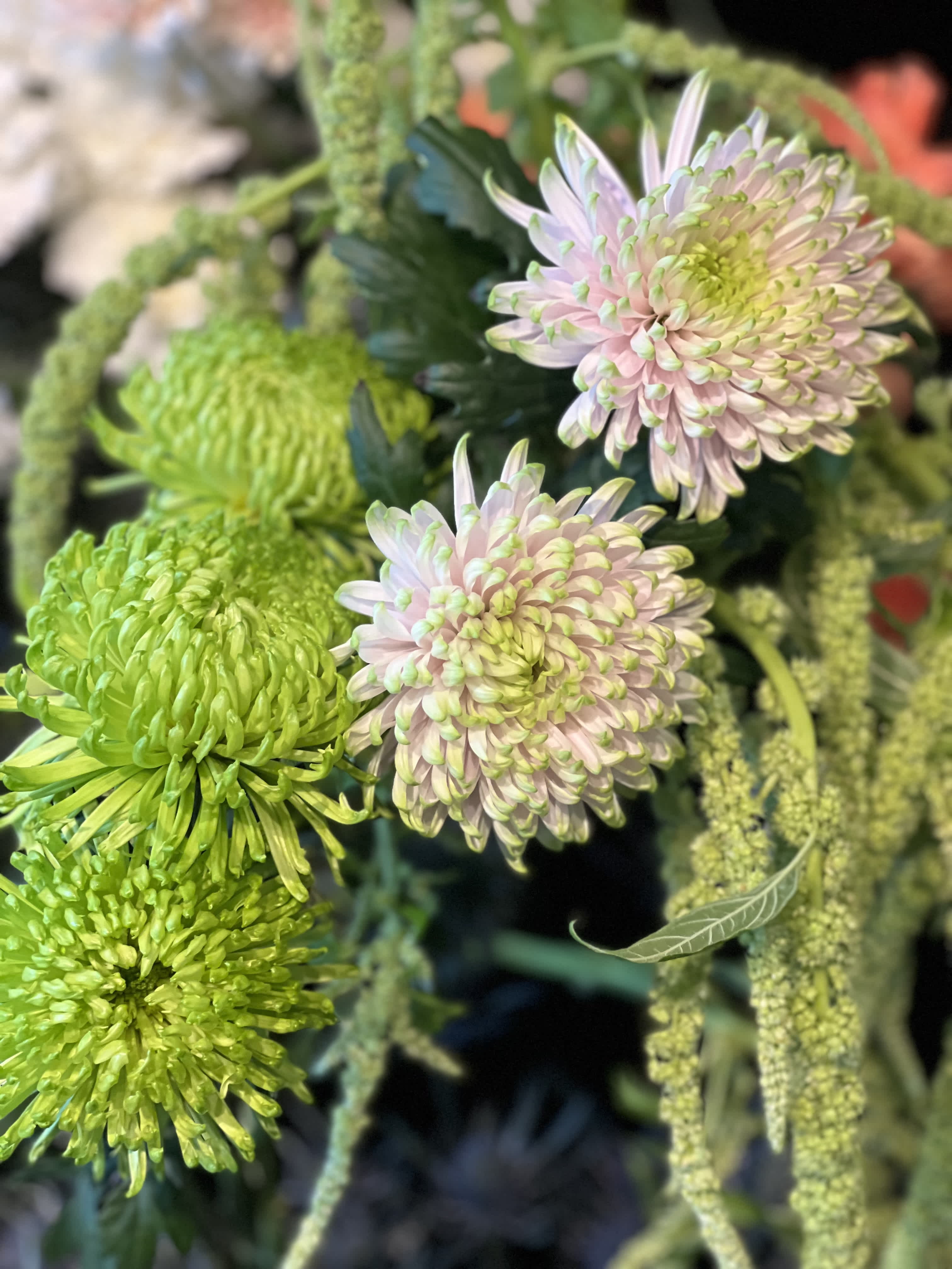 Green and pale pink chrysanthemum blooms in a close-up floral arrangement