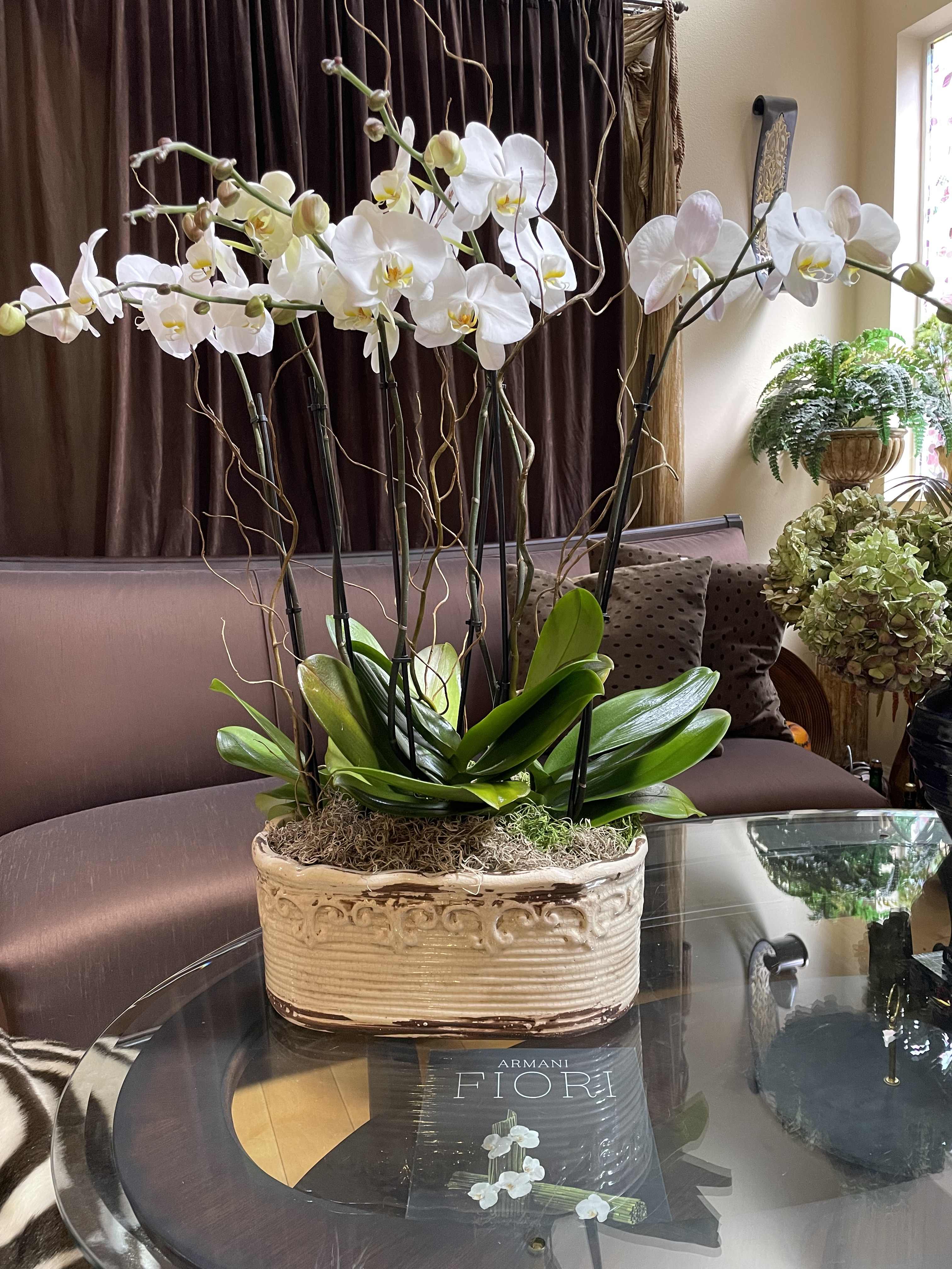 White orchid arrangement in a decorative ceramic planter
