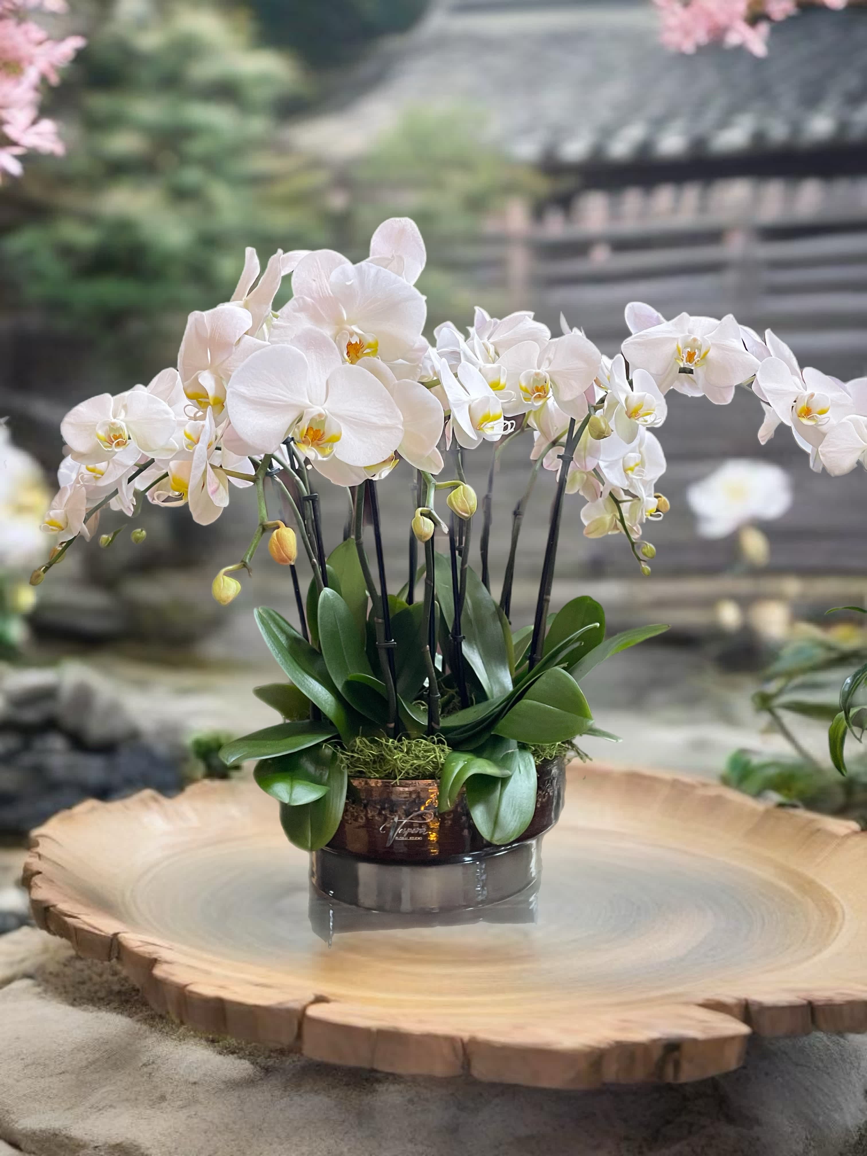 White orchids arranged in a low decorative pot