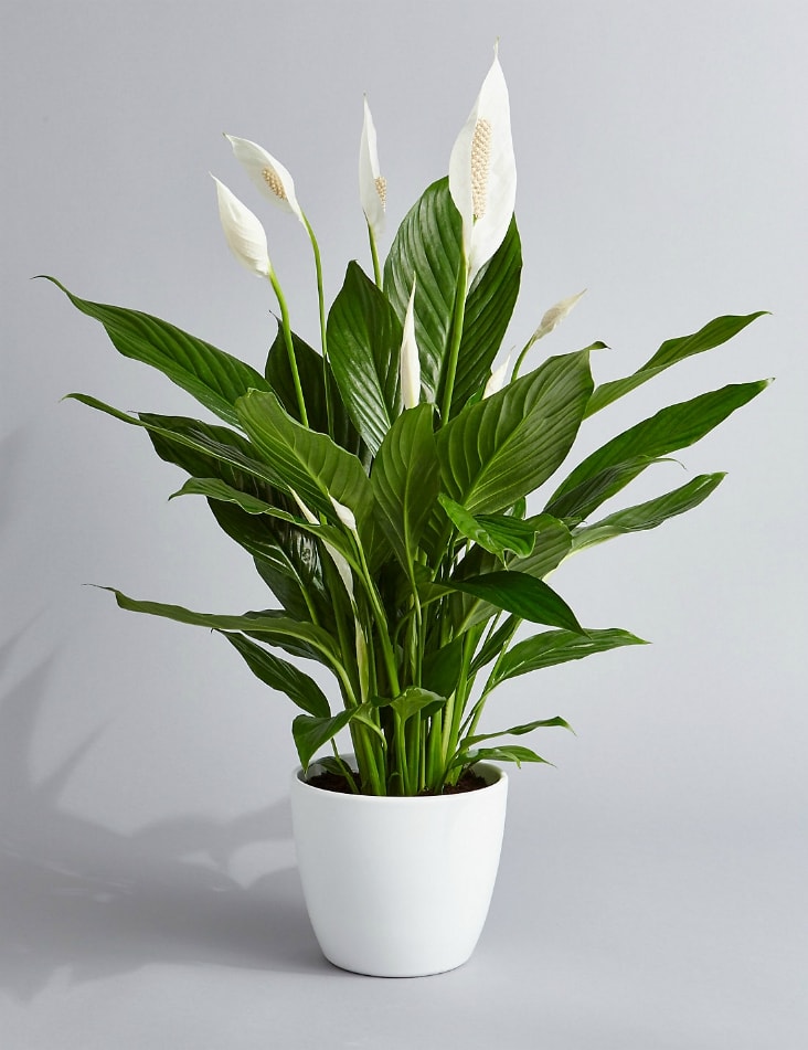 White peace lily plant in a white pot