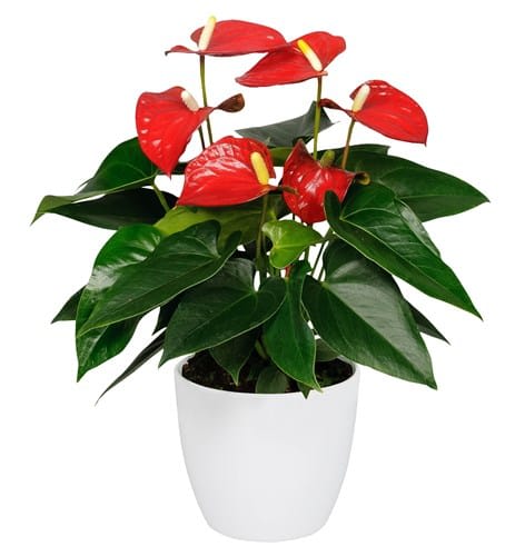 Potted plant with red anthurium flowers in a white pot