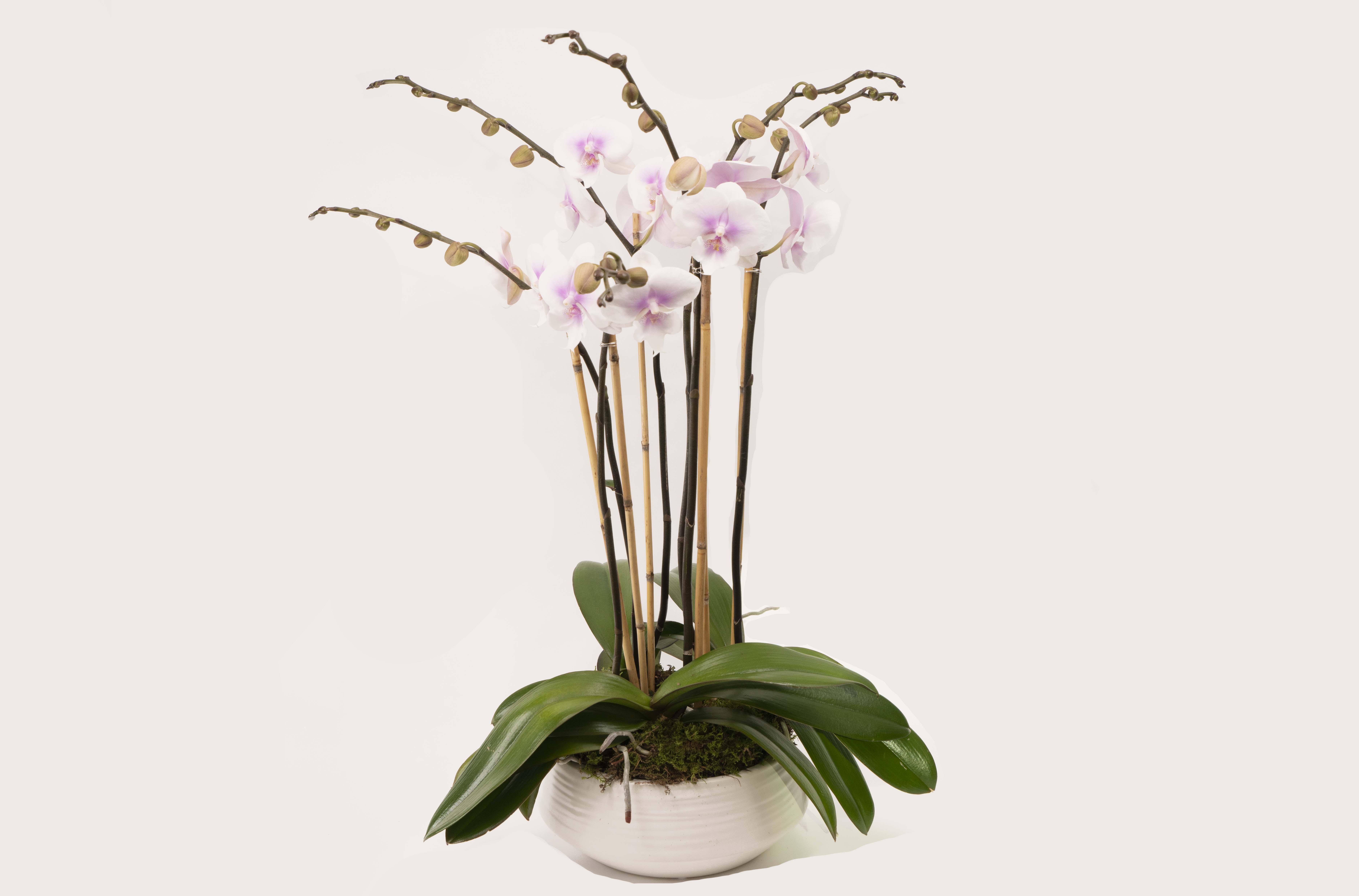 Potted orchid arrangement with pale pink blooms in a white ceramic bowl