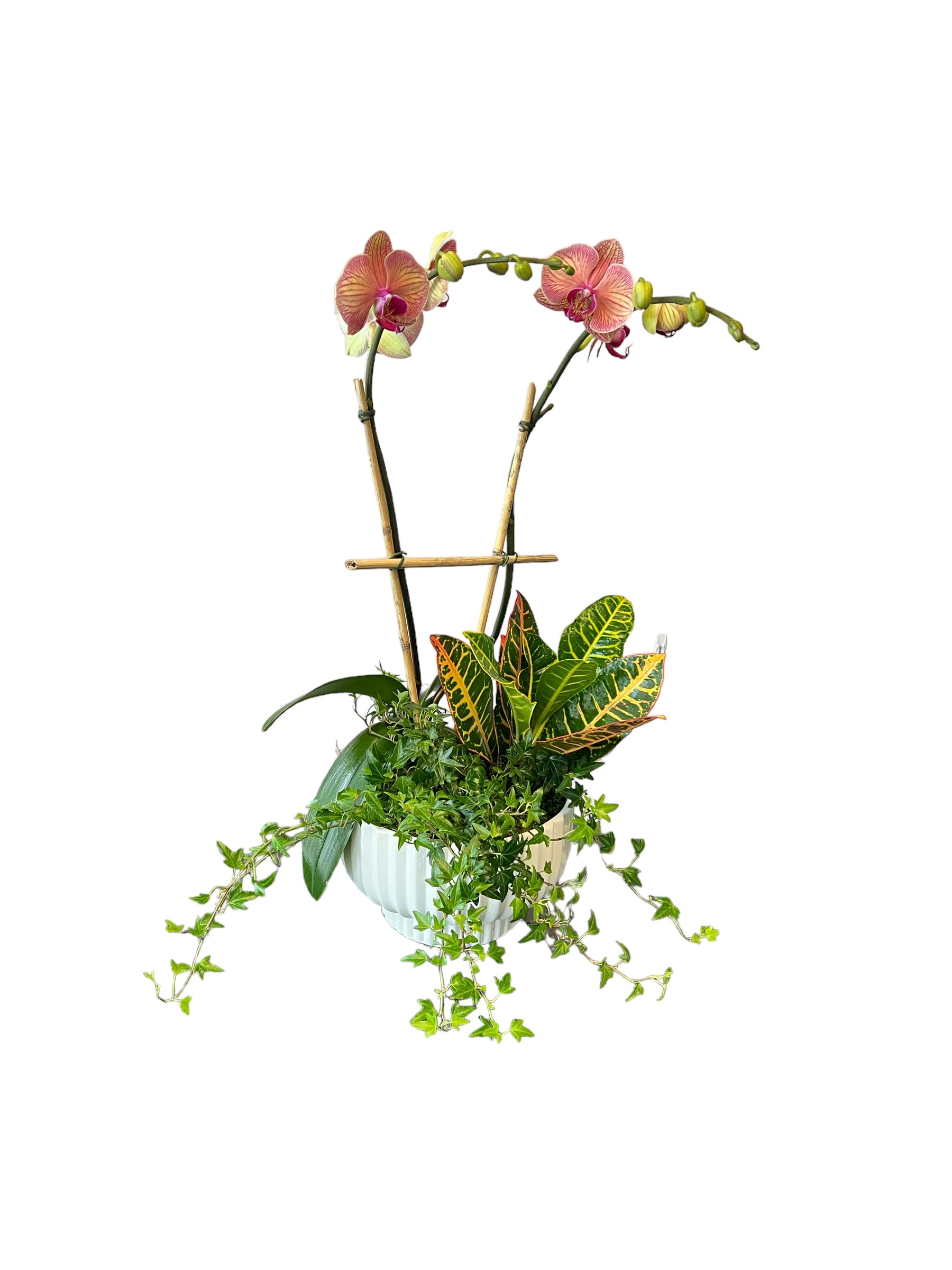 Potted orchid arrangement with trailing ivy and croton leaves