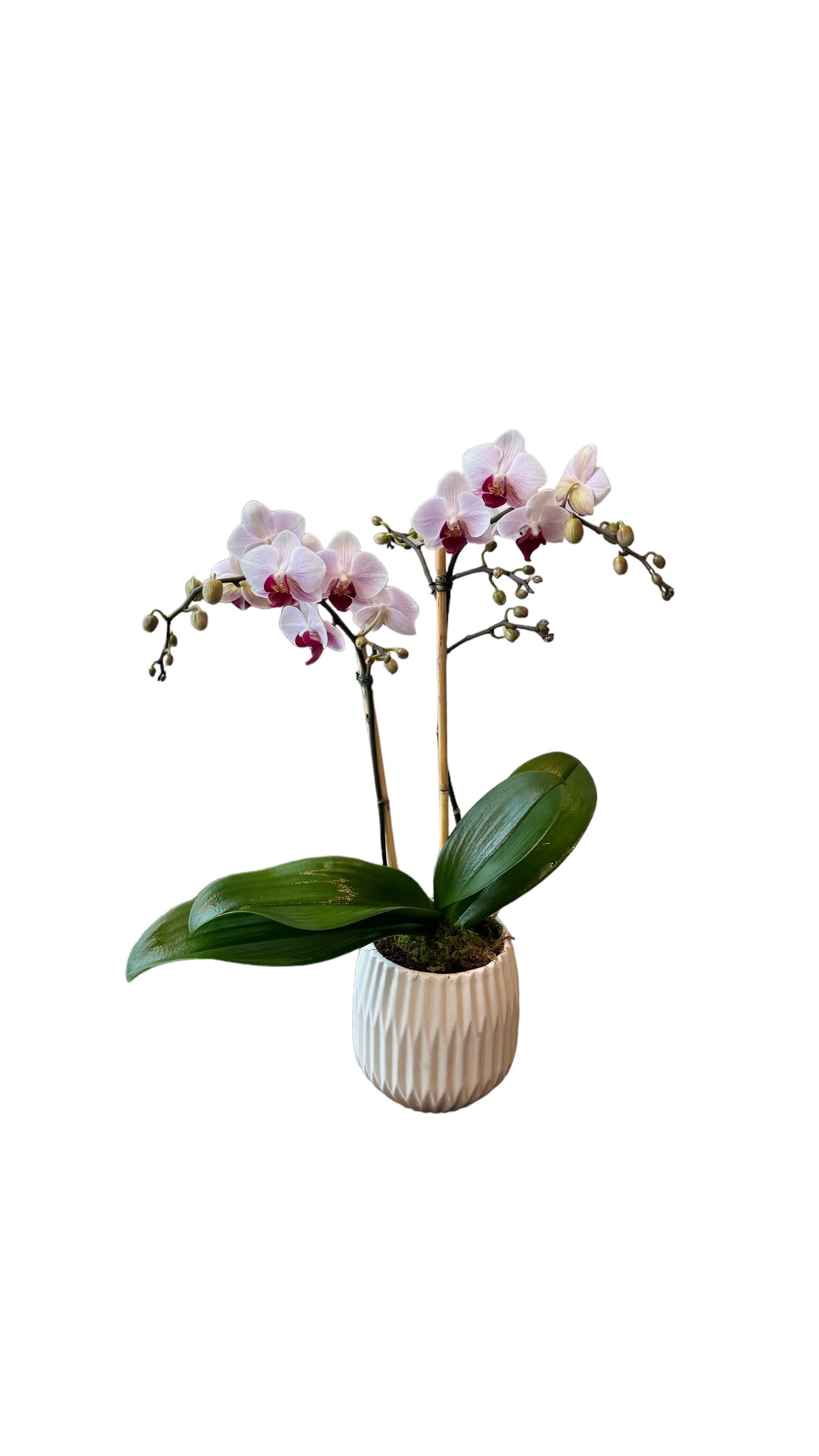 Potted orchid with pale pink blooms in a white ceramic pot