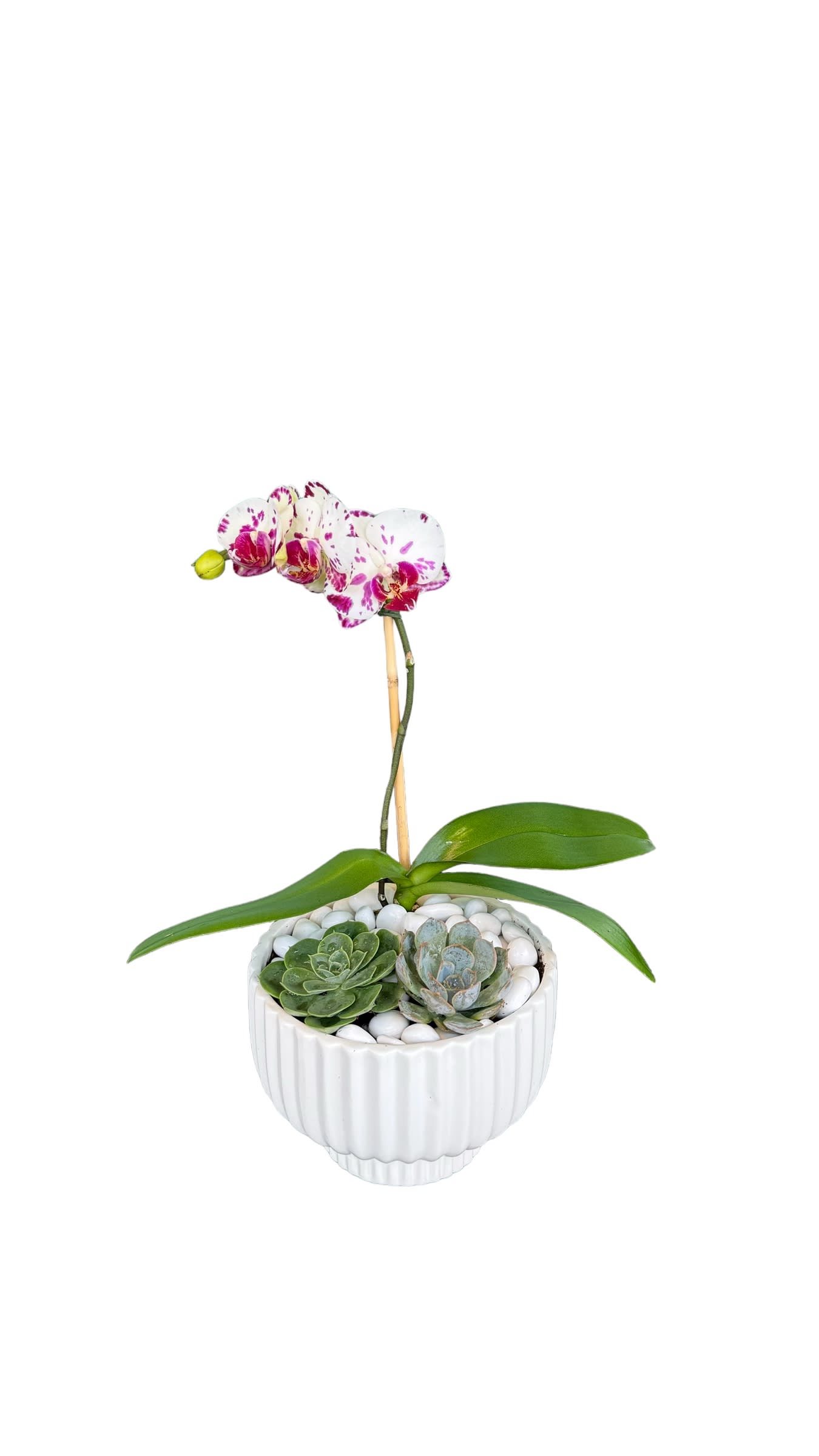 Potted orchid with pink-speckled blooms and two succulents in a white planter