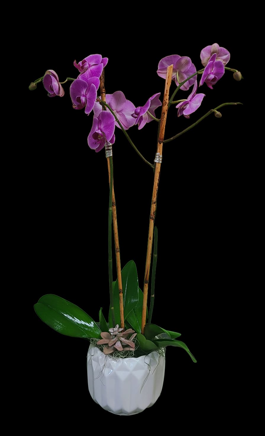 Orchid Plant Double Stem Purple - A stunning double stem orchid plant is the perfect gift.  The shade of purple may vary depending on season. Base will vary and will be a decorative ceramic in a neutral tone. 