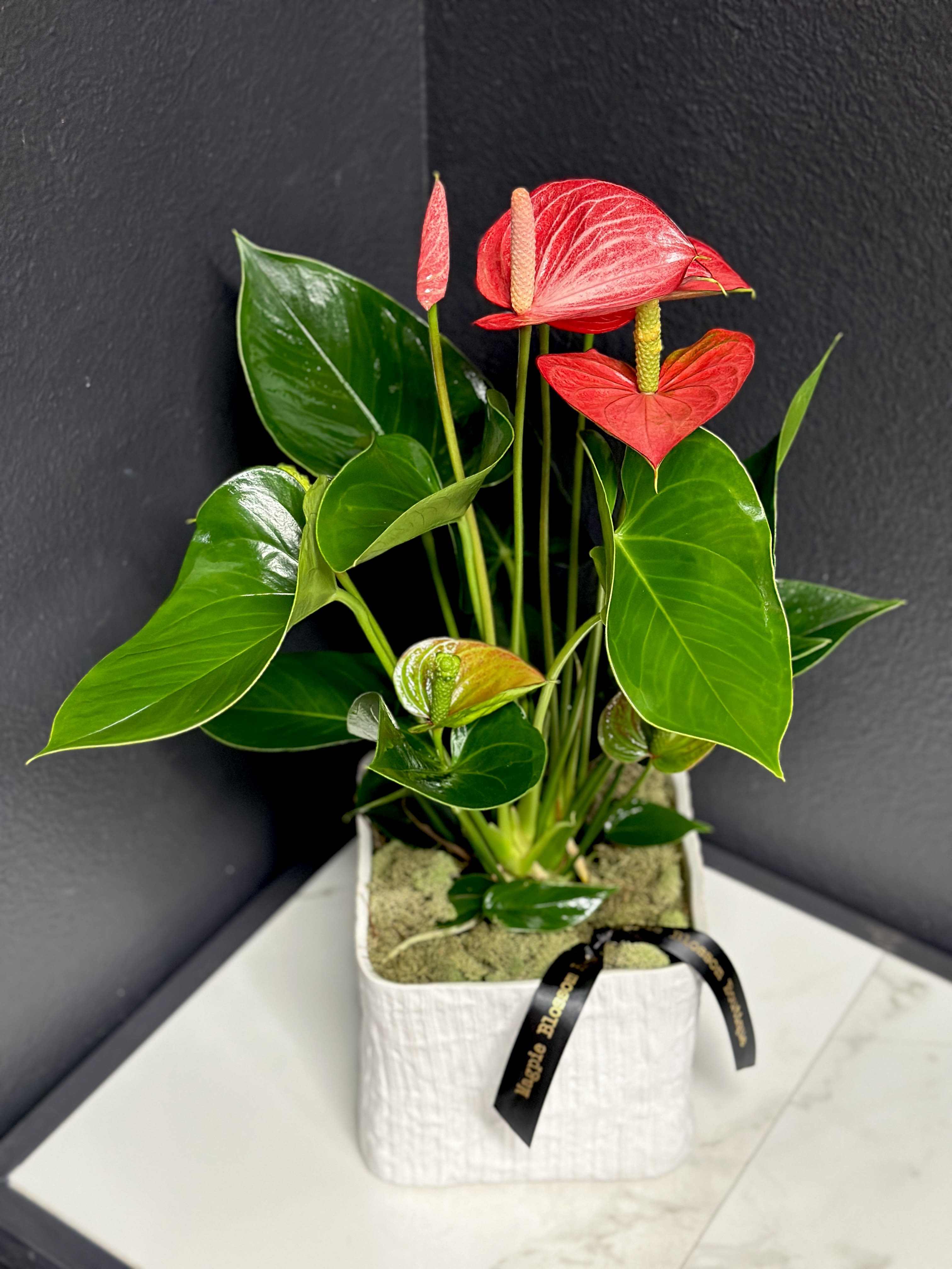 Anthurium Plant - A beautiful, tropical houseplant with heart shaped blossoms. Anthuriums are easy to care for with very long lasting blooms, most commonly in red, pink, white or lavender. Delivered in a ceramic pot. Plant color and pot may vary.   Overall design is typically 18"+ high.