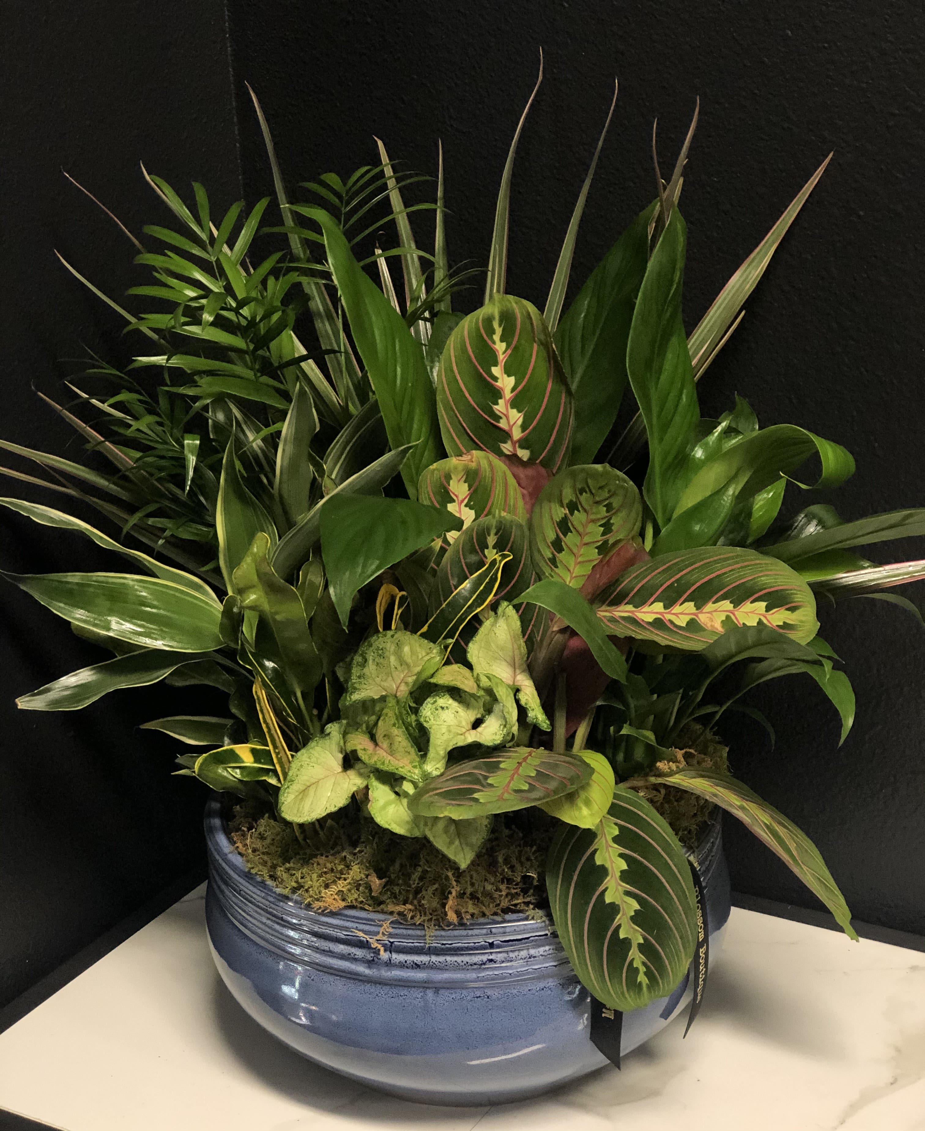 12" Ceramic Dish Garden  - This lovely garden features a variety of easy to care for houseplants planted in a 12" ceramic dish. Pot color and plant varieties will vary.  Overall design is approximately 18"H x 16" W