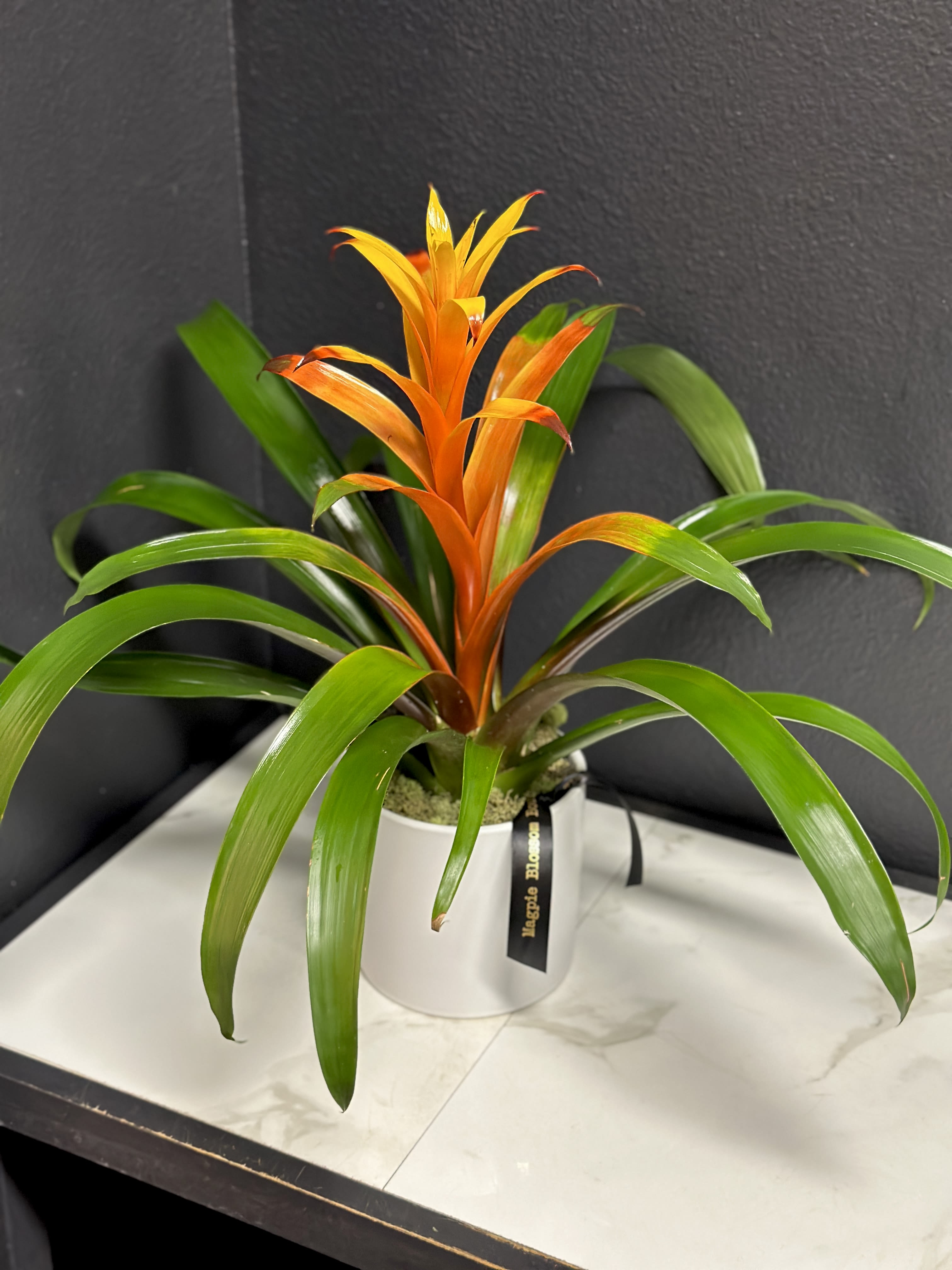 Orange bromeliad plant in a white pot