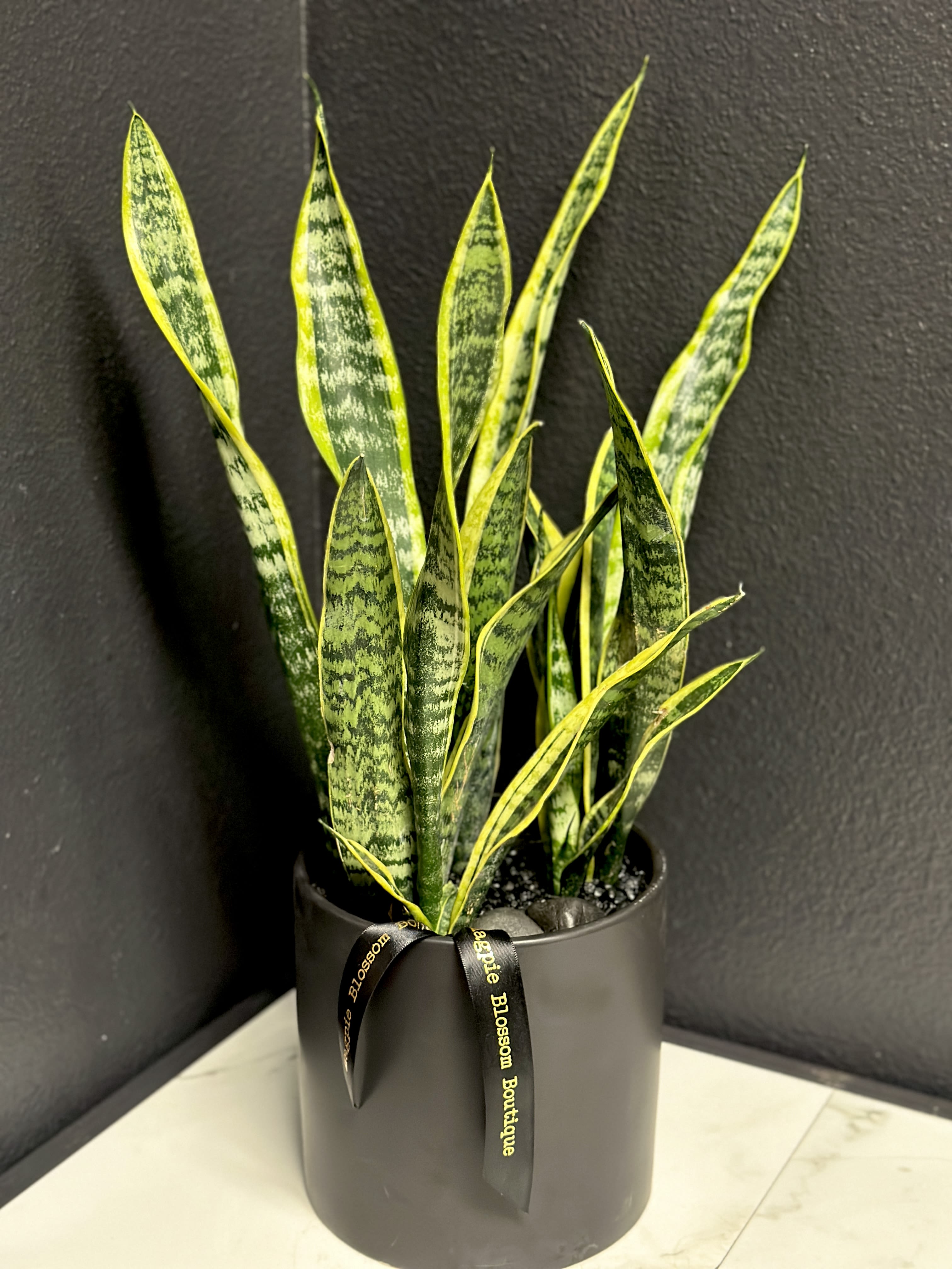 Sansevieria Plant  - An easy to care for modern sansevieria plant in a ceramic pot dressed with natural stones.  Dimensions | Approximately 18"H x 10"W Sansevieria variety may vary. 