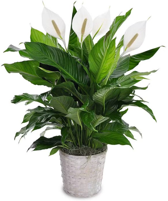 White peace lilies in a woven basket planter