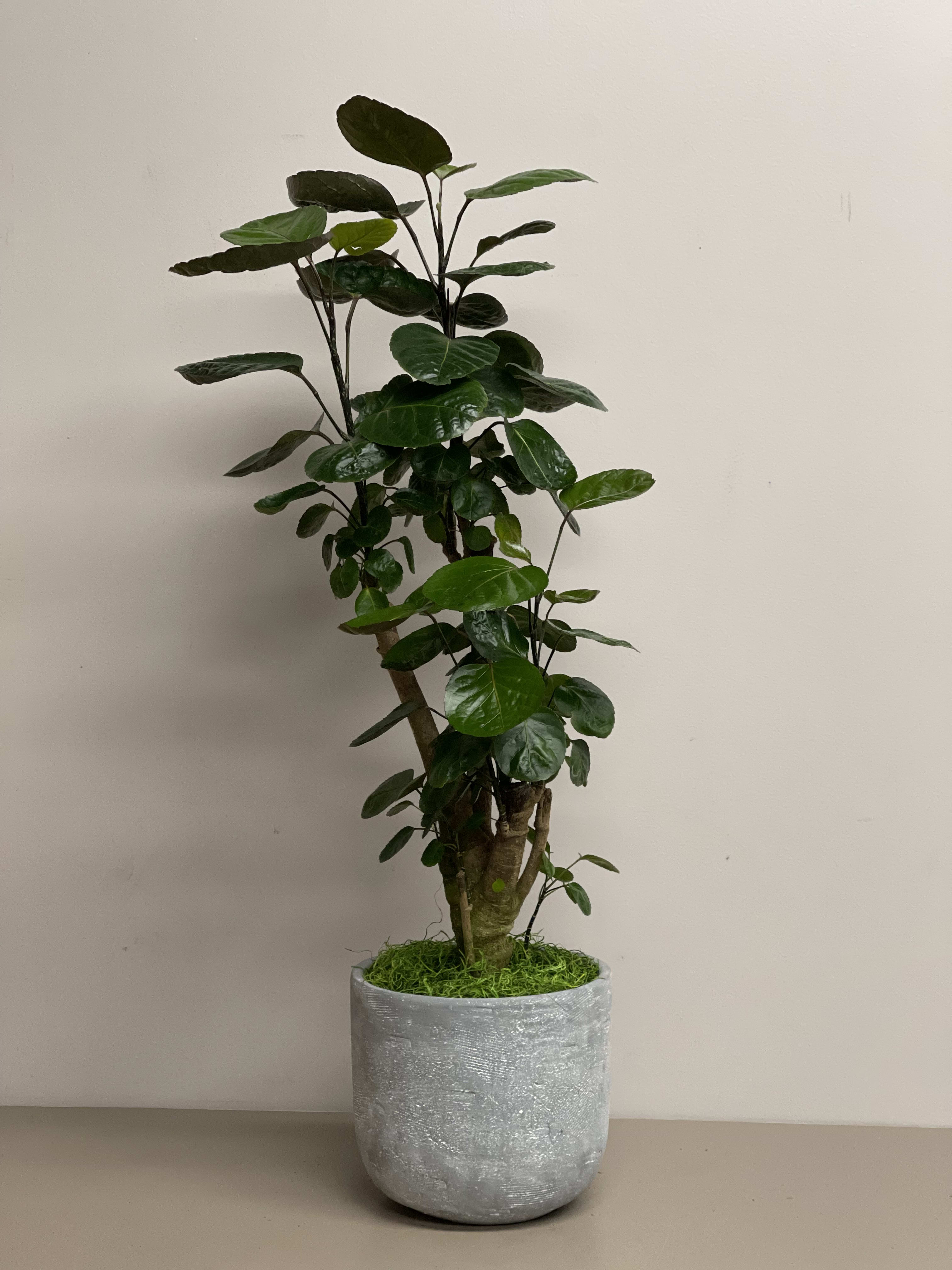 Tall leafy indoor plant in a gray textured pot with moss at the base