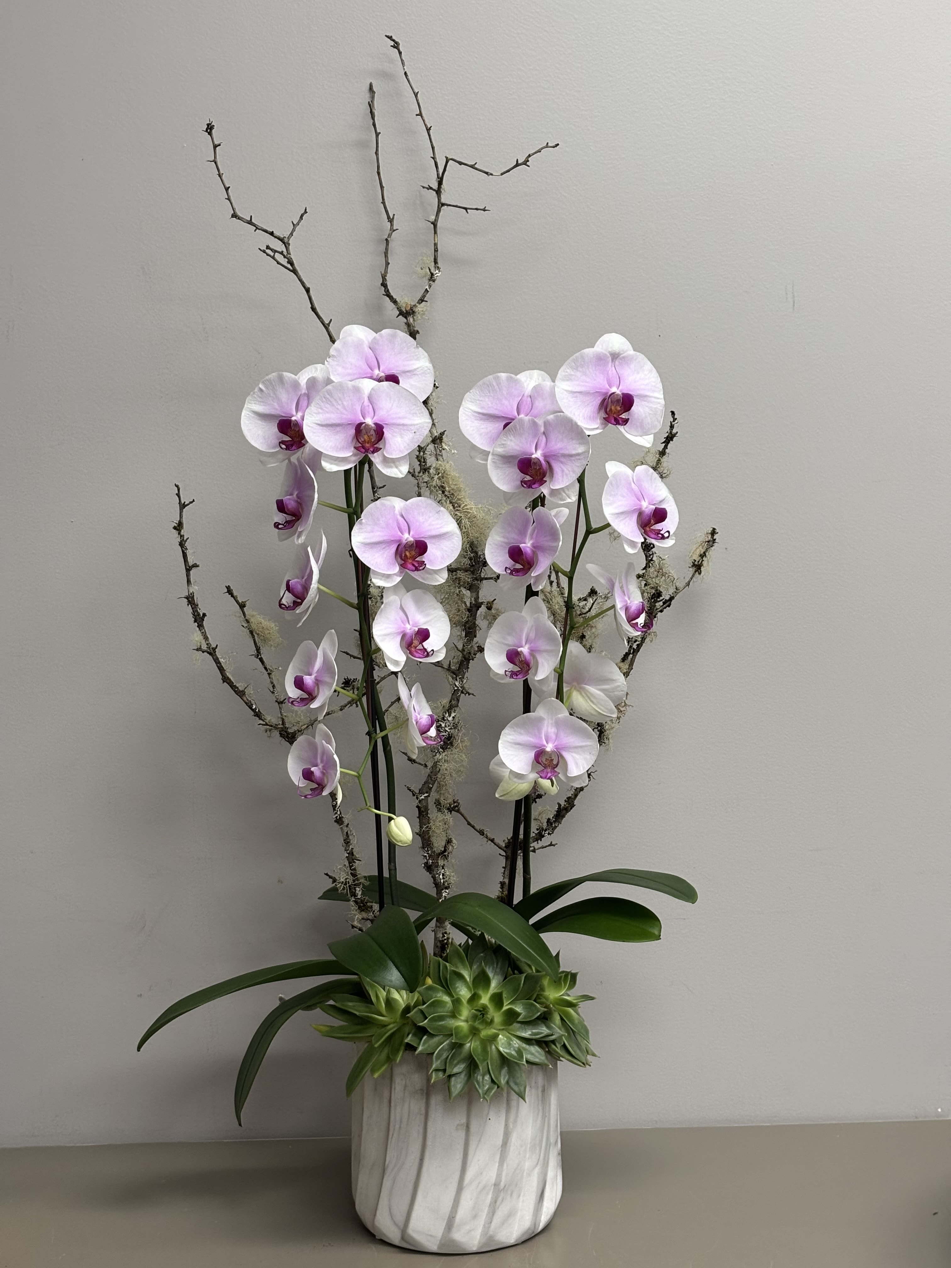Tall white and pink phalaenopsis orchid plant with succulents in a white pot