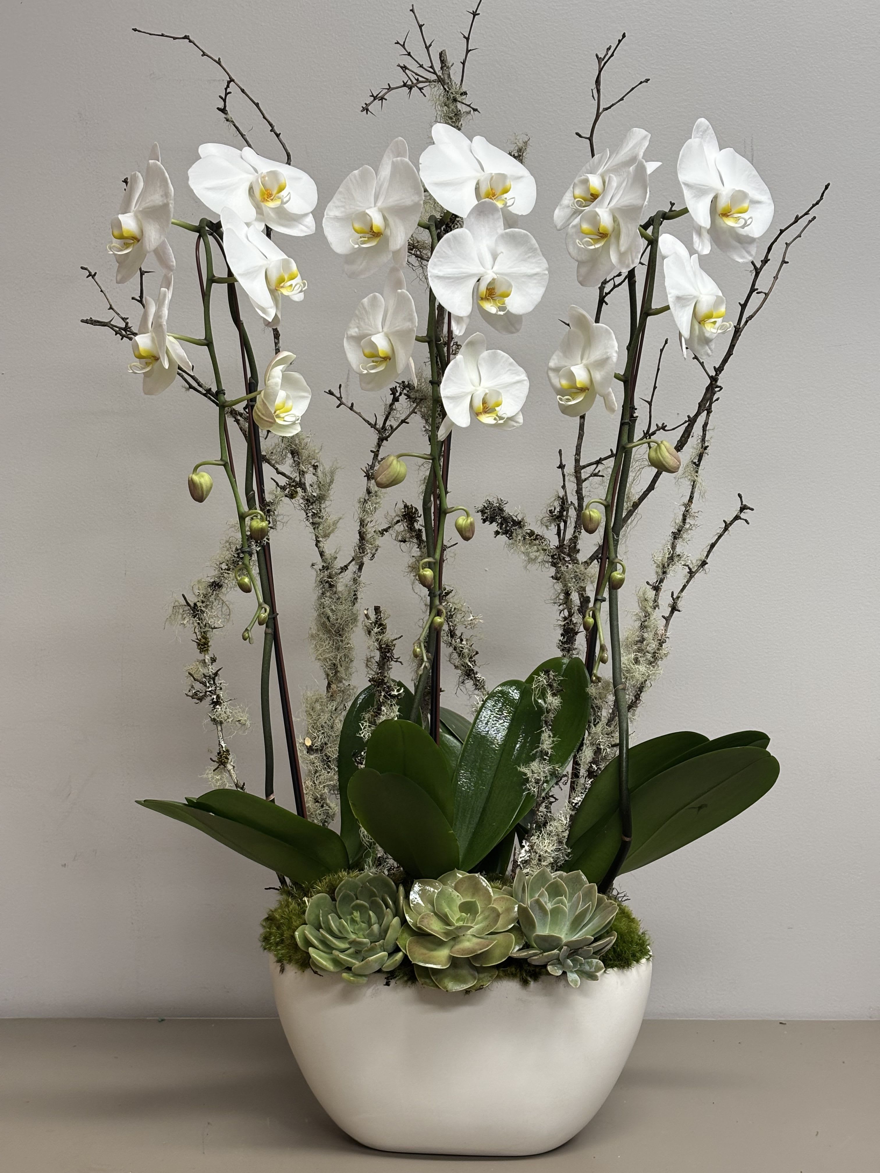 Classic Orchid Beauty - Beautiful arrangement of 3 white cascading Orchids in ivory ceramic container with succulents, moss and branches.