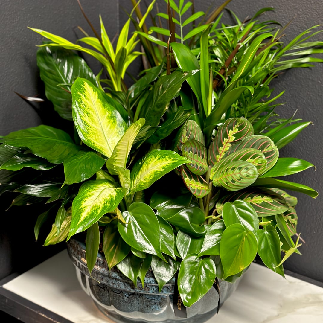 Mixed green houseplants arranged in a decorative ceramic pot