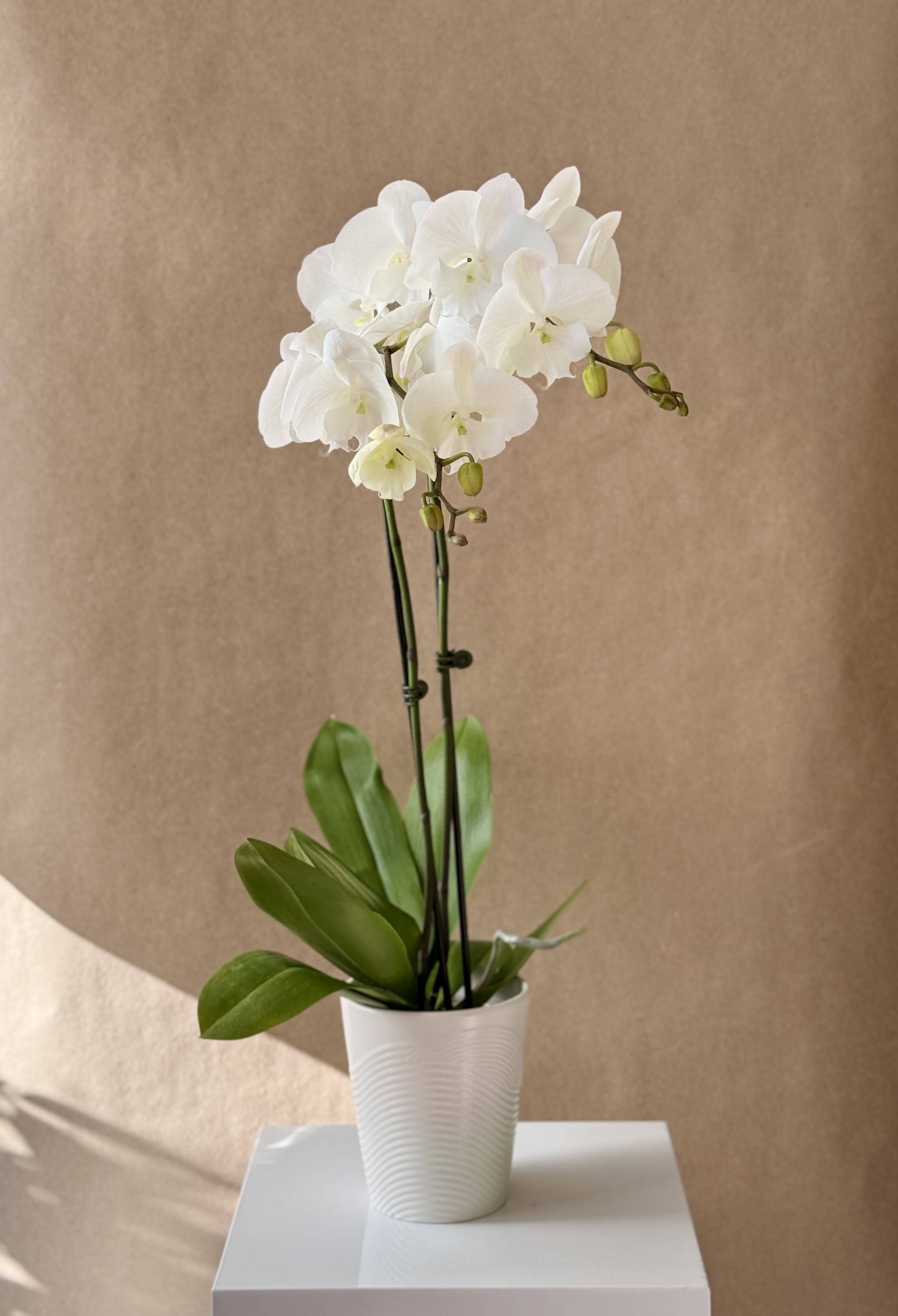 White orchid plant in a white pot on a table