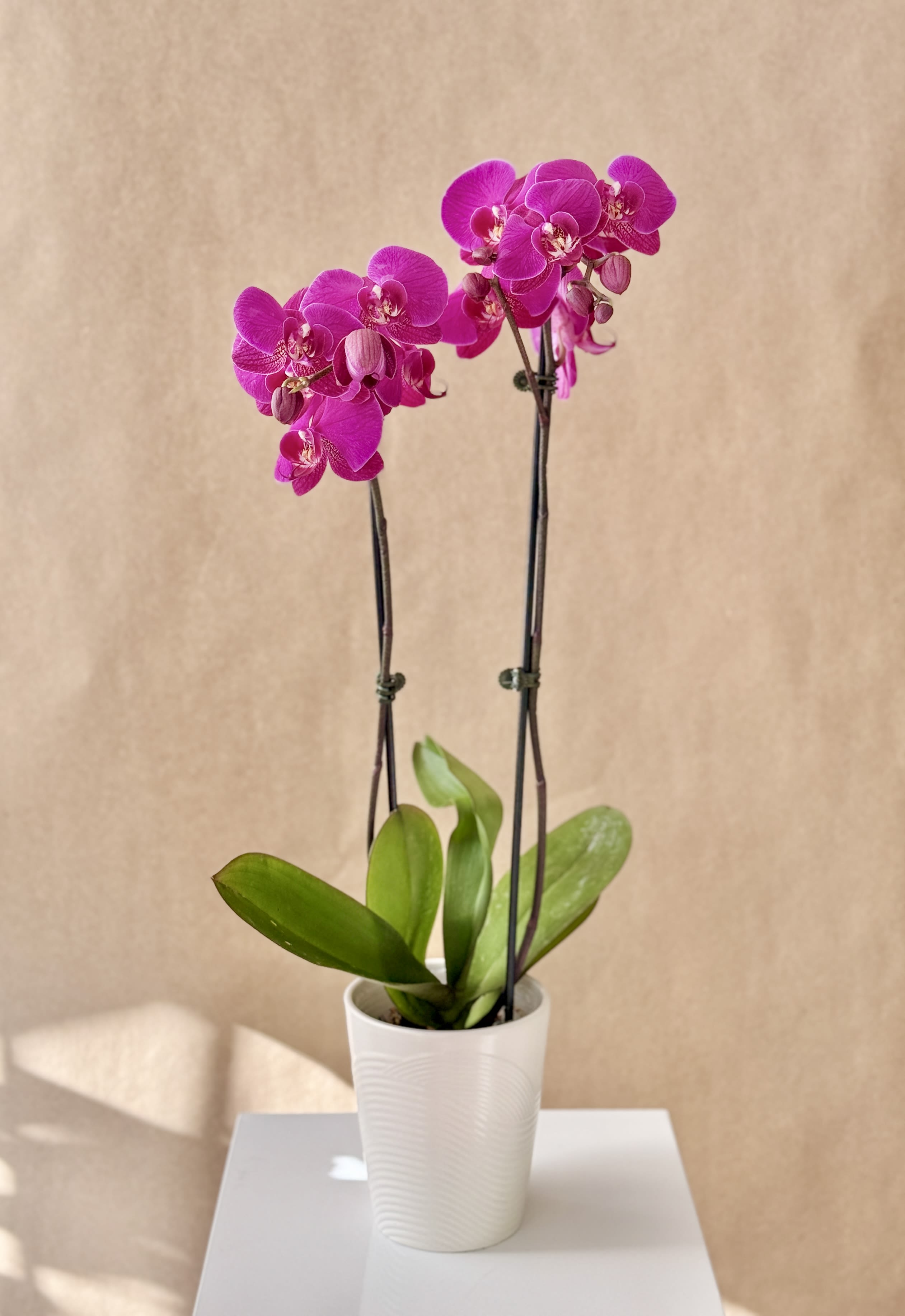 Potted pink orchid with two tall blooming stems