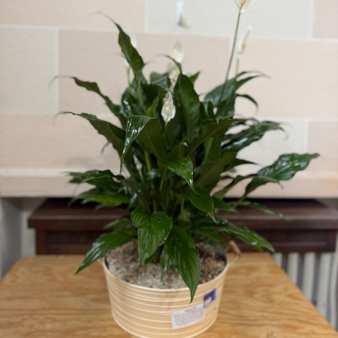 Potted peace lily plant with white blooms in a beige container