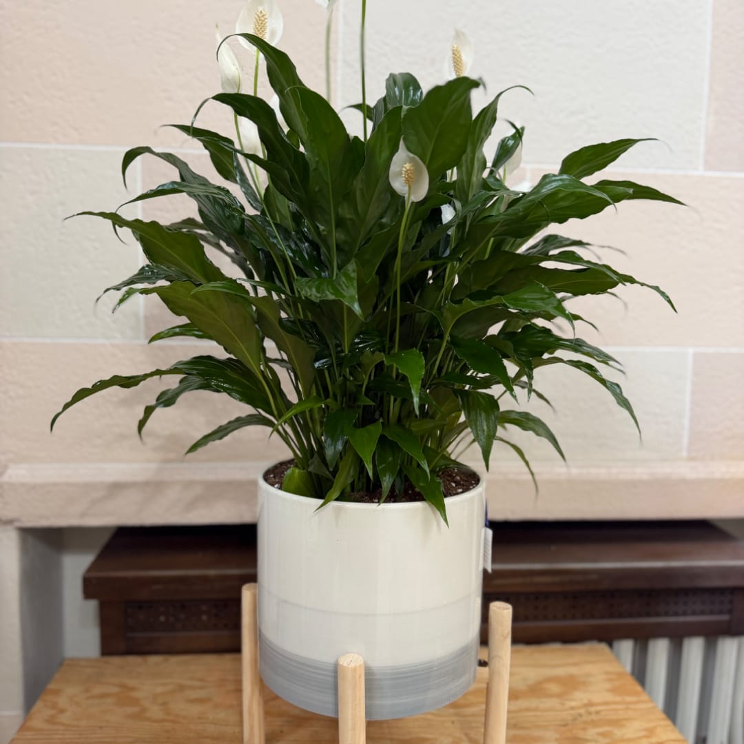 Potted peace lily with white blooms in a white ceramic planter