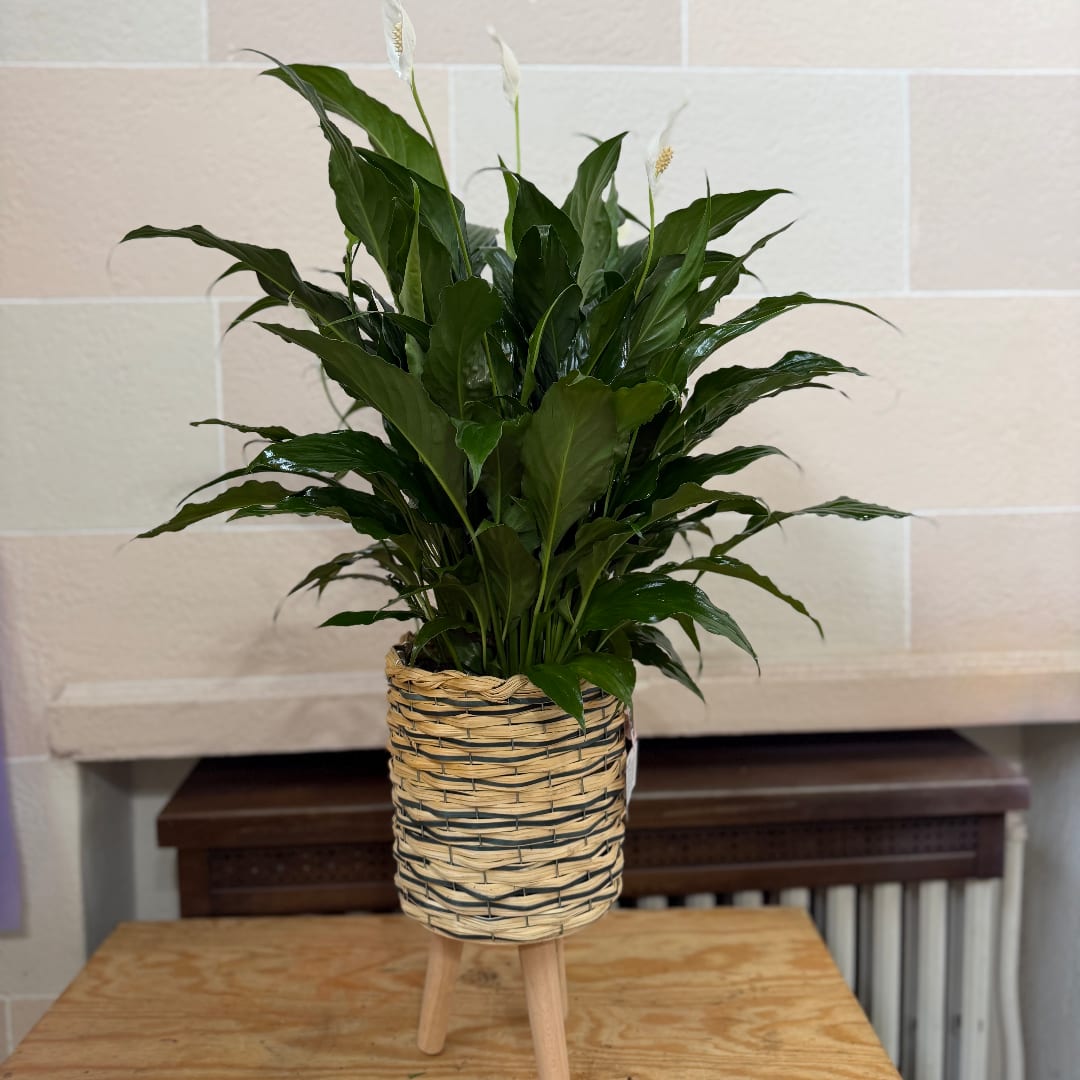 Potted green houseplant in a woven basket planter on a wooden stand