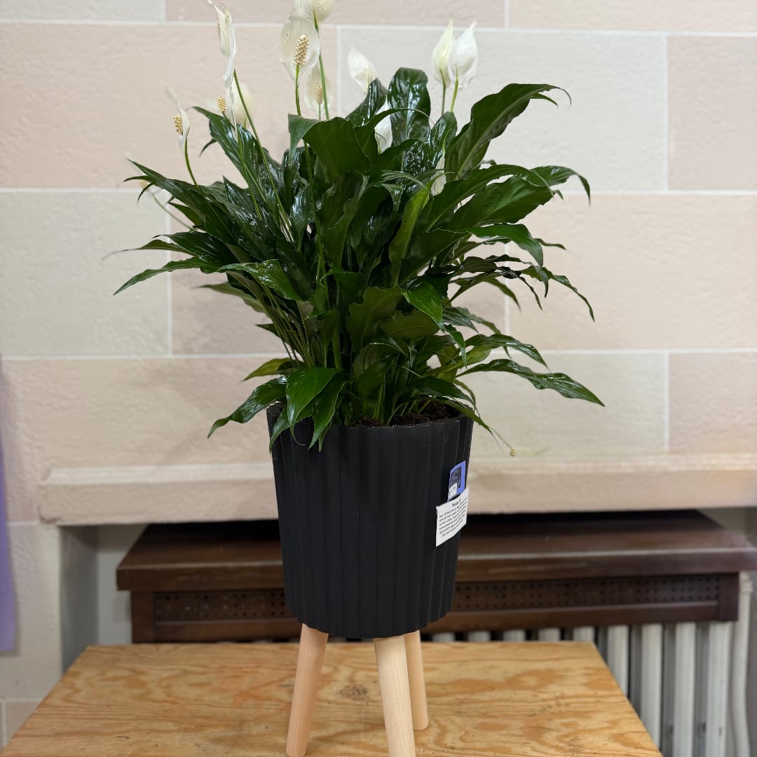 Potted peace lily plant with white blooms in a black stand