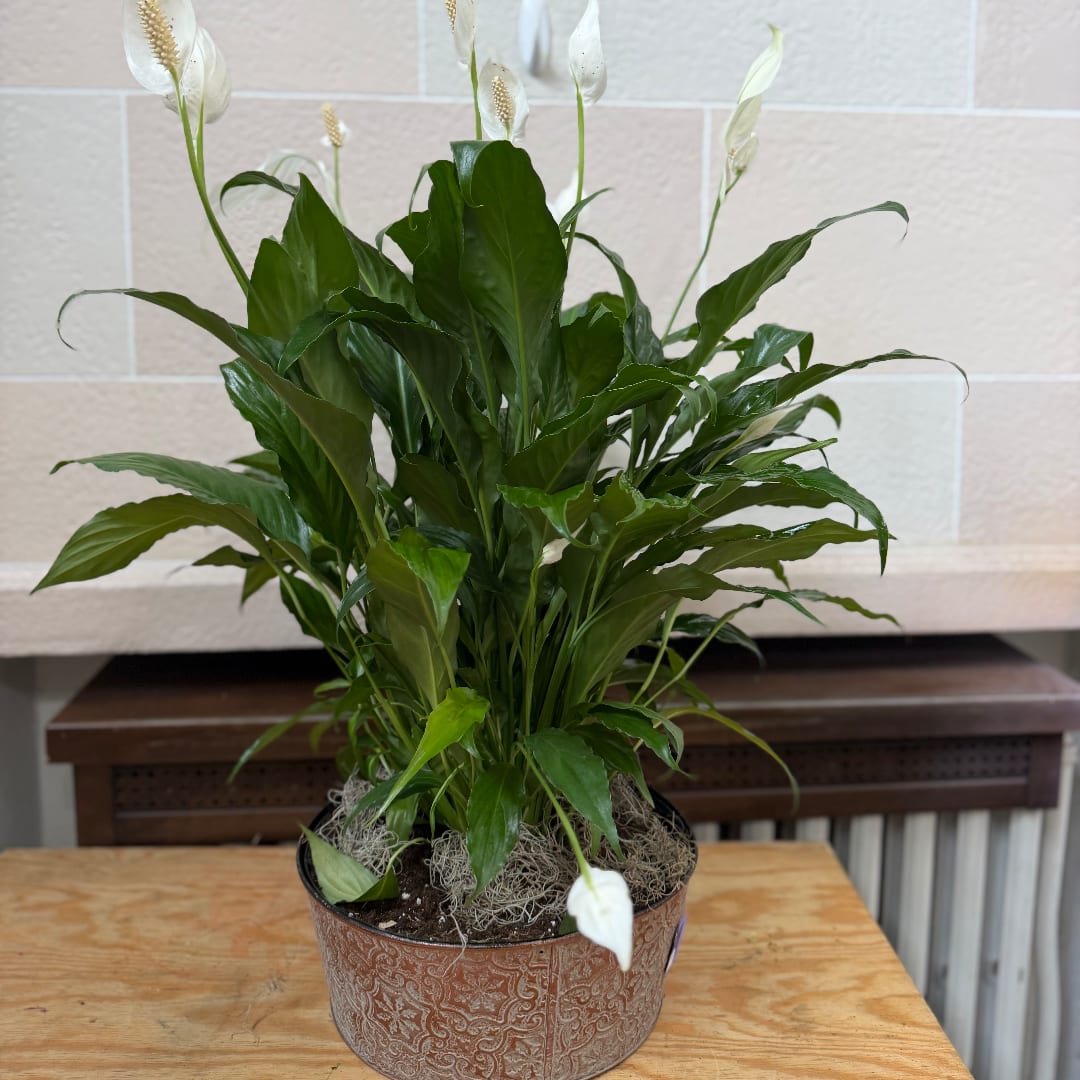 Potted peace lily with white blooms in a decorative container