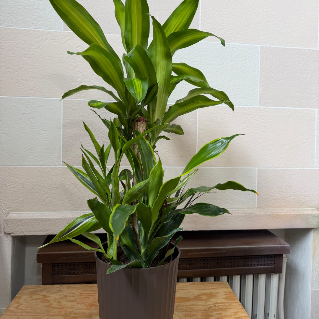 Tall Dracaena Dish Garden - Multiple dracaenas, all of varying heights planted together in an 8" pot. 