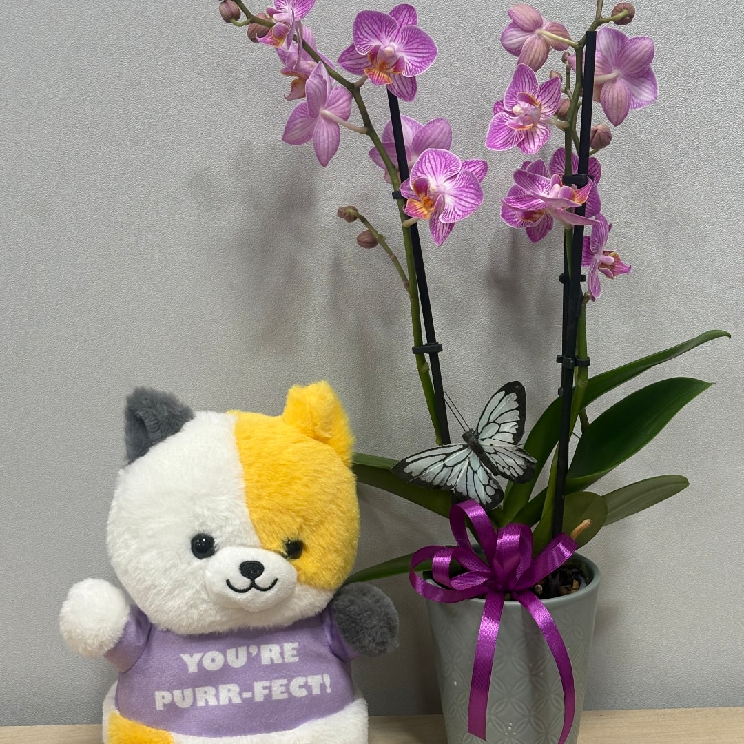 Potted purple orchids with a plush cat holding a purple shirt