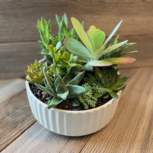 Sunbeam Succulent Garden - Clean, classic and contemporary, this succulent garden makes a great gift for the plant lover in your life.  Standard measures 8" in diameter x 3.75" high Deluxe measures 10" in diameter x 4" high