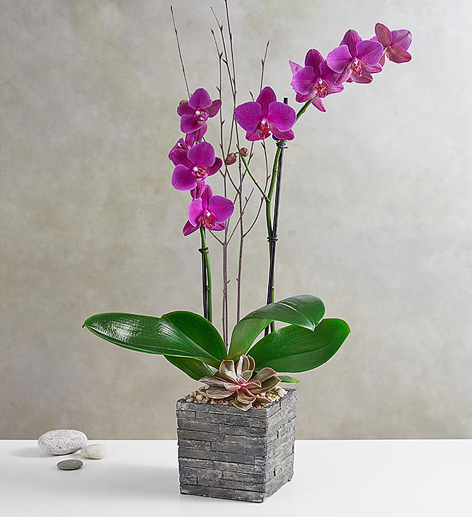 Purple orchid arrangement in a square stone planter