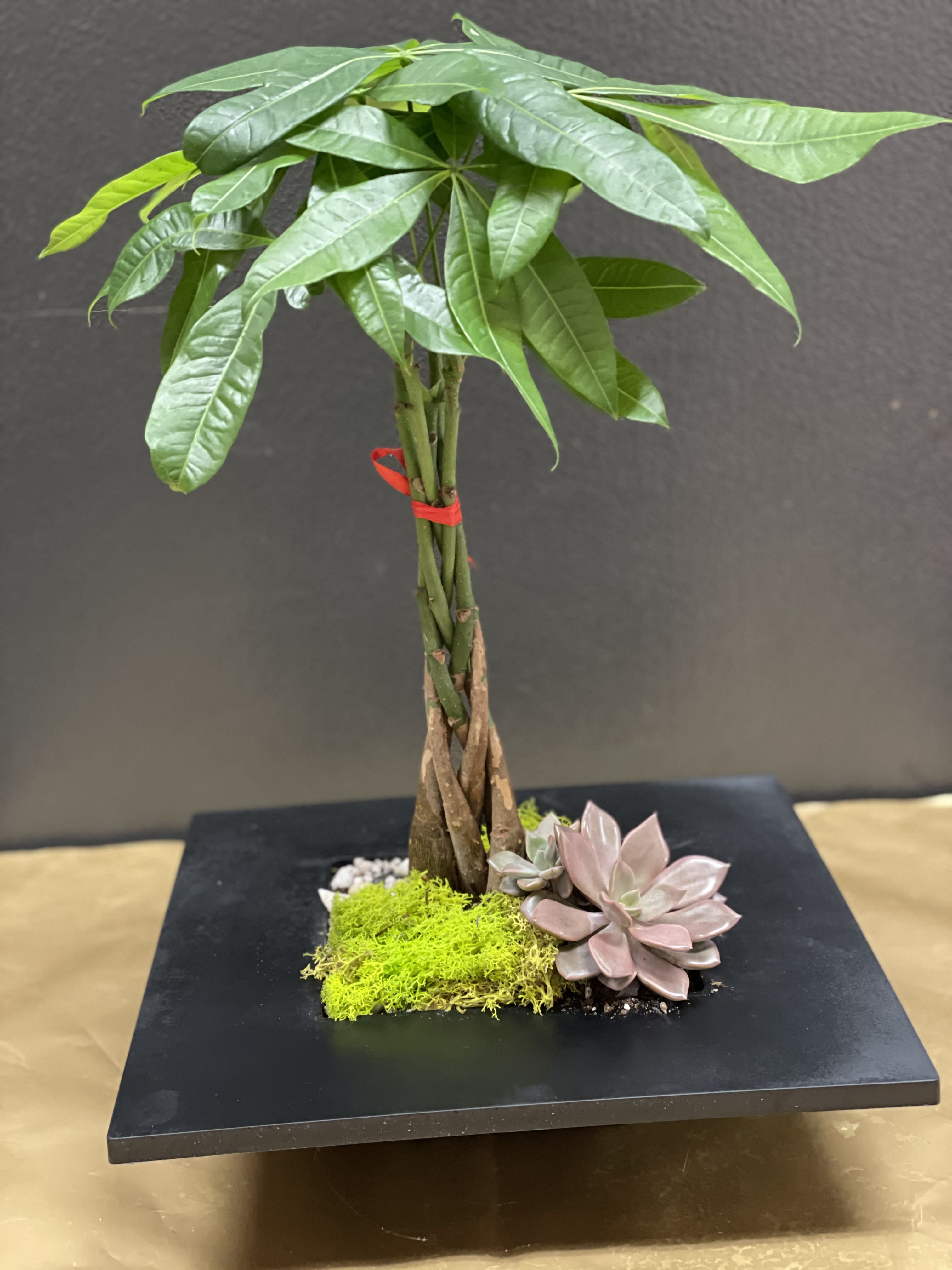 Potted money tree with succulents on a black base