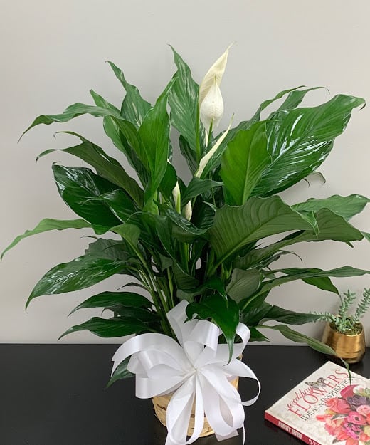 Potted peace lily with white blooms and a white ribbon in a basket
