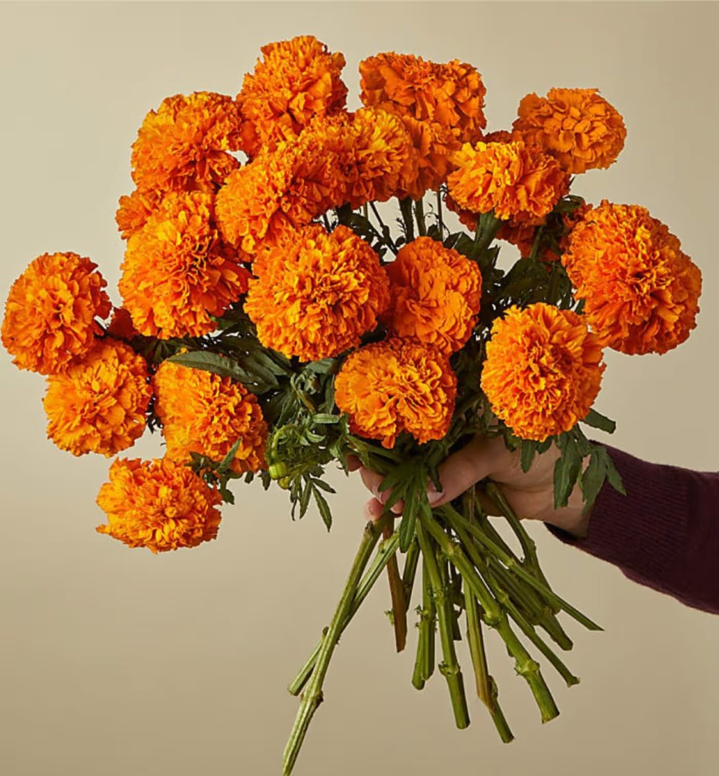 Bouquet of orange marigolds held in a hand