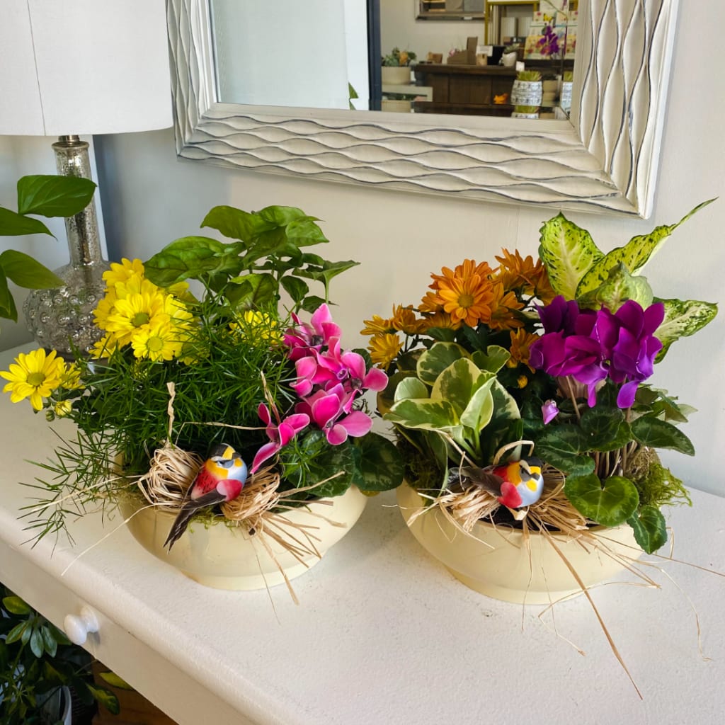 Two colorful potted floral arrangements with daisies and orchids in cream bowls