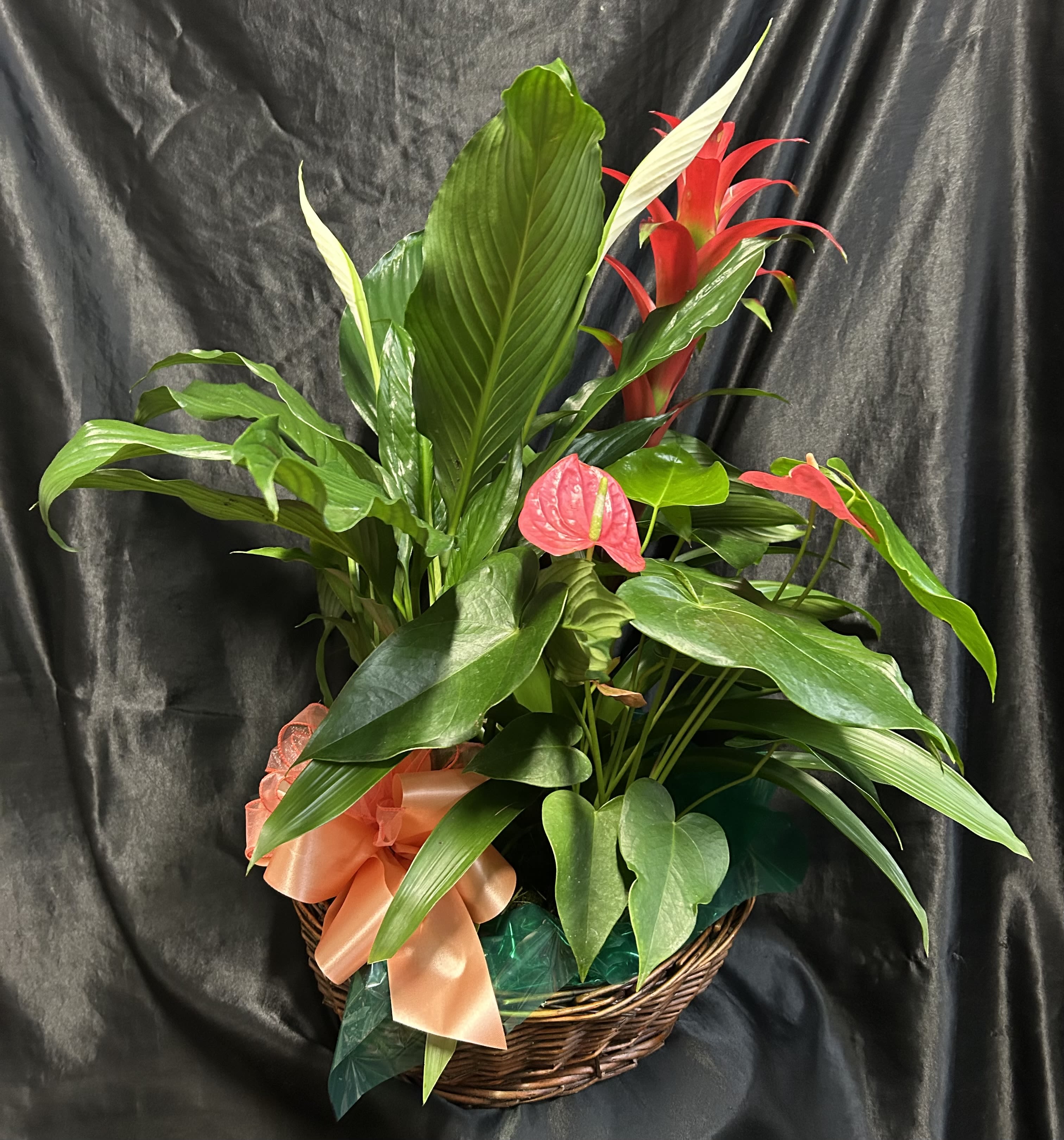 DELUXE DISH GARDEN    - BLOOMING ANTHURIUM, BROMELIAD &amp;  large diffenbachia plant in a Large Honey colored basket    Size range of  30”  TALL,   LASTS for MONTHS  &amp;  CAN Be later TRANSPLANTED  Great as a grand opening or business gift…. Or bringing the outdoors into your home for housewarming or get well wishes.