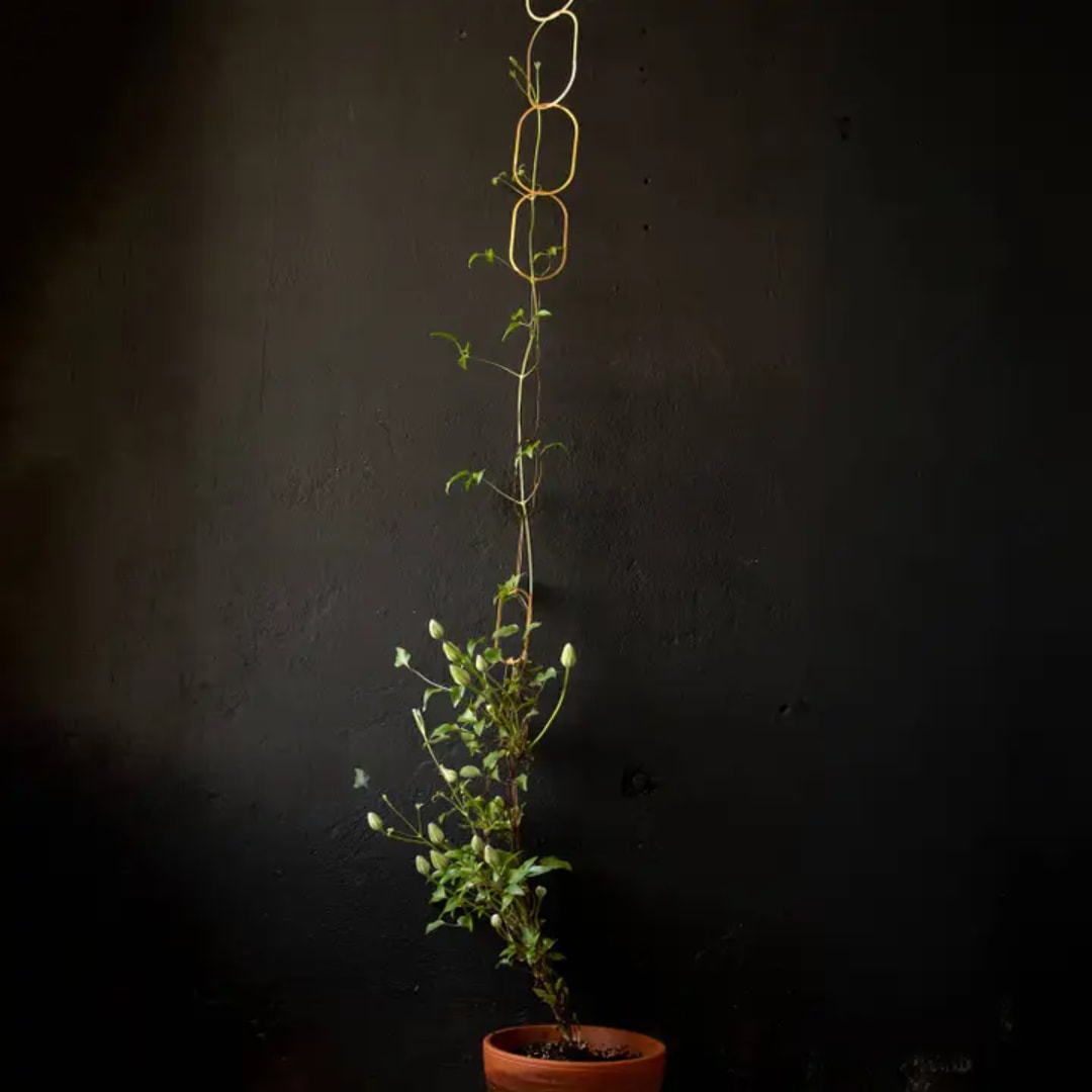 Potted climbing plant trained on a tall trellis against a dark wall