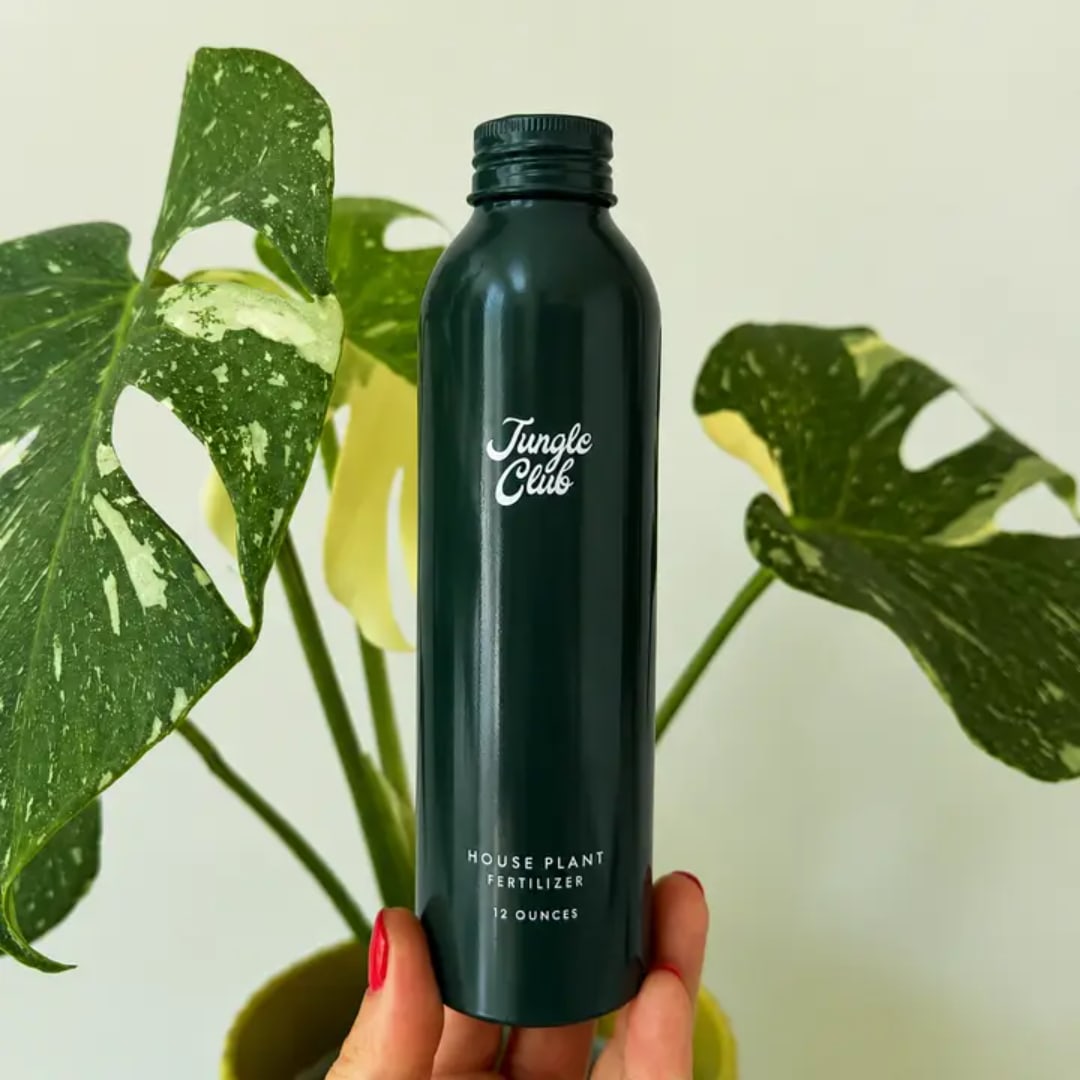 Hand holding a dark green plant fertilizer bottle in front of variegated monstera leaves