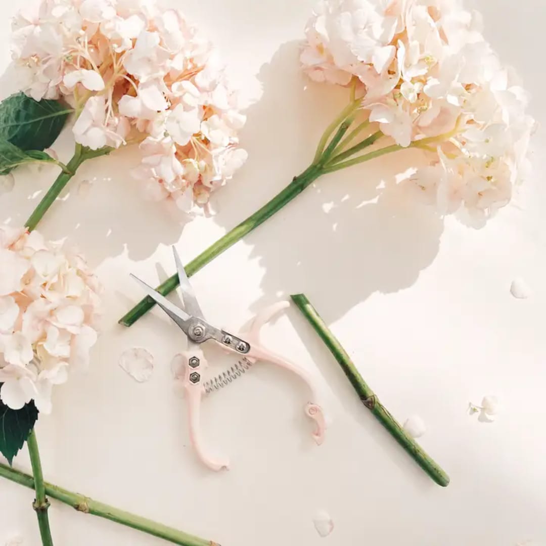 White hydrangea blooms with pruning shears on a light background