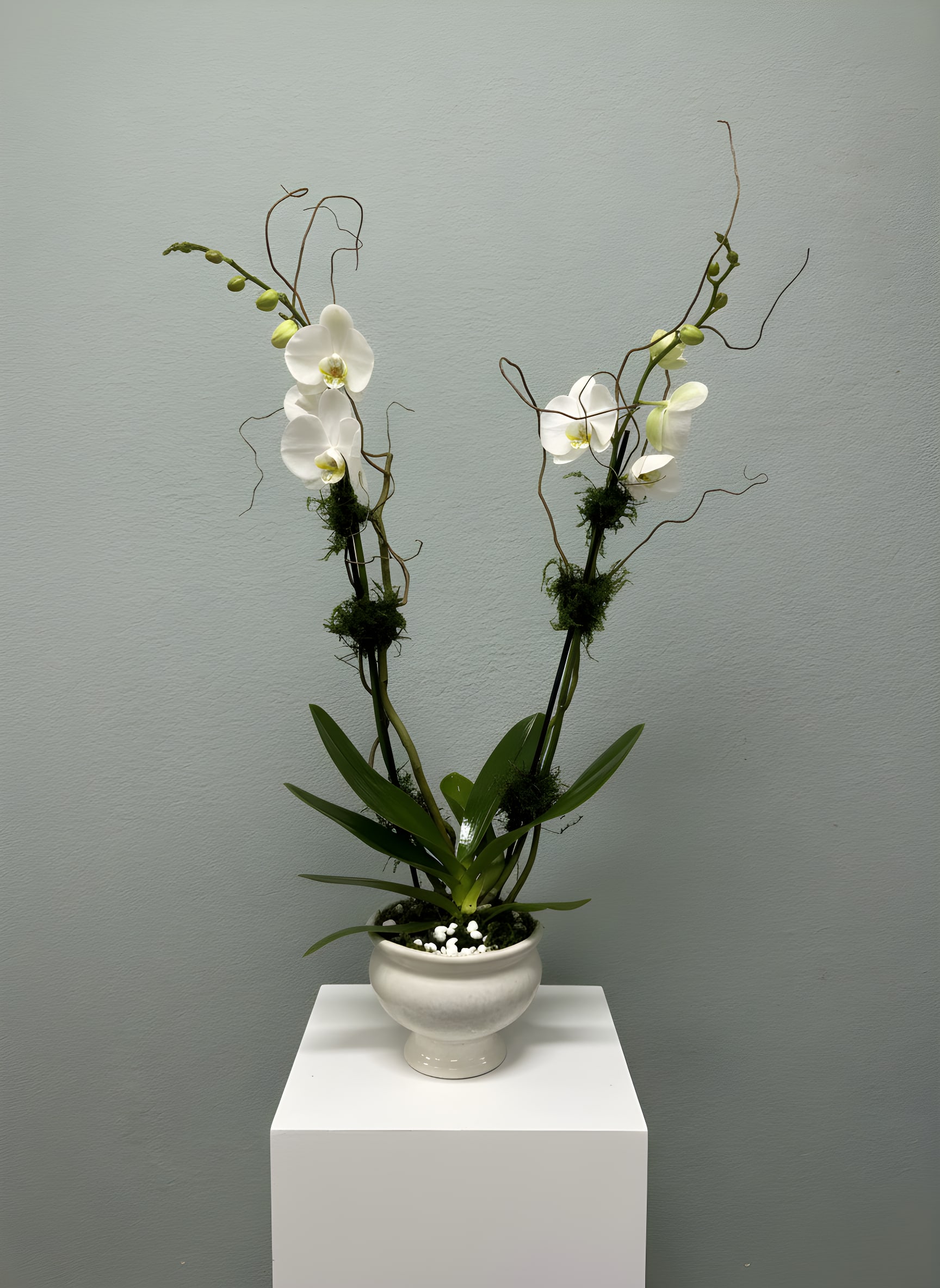 White Phalaenopsis Orchid - Bring timeless elegance into any home or office with our White Phalaenopsis Orchid. This stunning double-stem orchid features graceful white blooms, lush green foliage, and decorative curly willow accents, all beautifully arranged in a classic ceramic planter. Known for its long-lasting flowers and effortless beauty, a Phalaenopsis orchid makes a thoughtful gift for birthdays, anniversaries, sympathy, thank you, housewarmings, corporate gifts, or simply to brighten someone's day.  Easy to care for and admired for its sophisticated style, this live orchid plant adds a touch of luxury to any space. Each orchid is hand-selected and professionally designed by the floral experts at All Occasions Florist to ensure exceptional quality and freshness.  We proudly offer same-day orchid delivery in Dallas, Richardson, Plano, Garland, University Park, Highland Park, and surrounding North Texas communities. Whether you're sending an elegant gift or decorating your own space, this beautiful White Phalaenopsis Orchid is a lasting expression of beauty and appreciation.  Container style may vary slightly based on availability while maintaining the same elegant presentation.