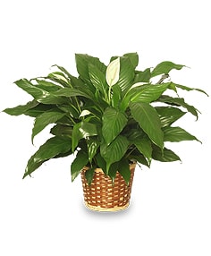 Potted peace lily plant in a woven basket