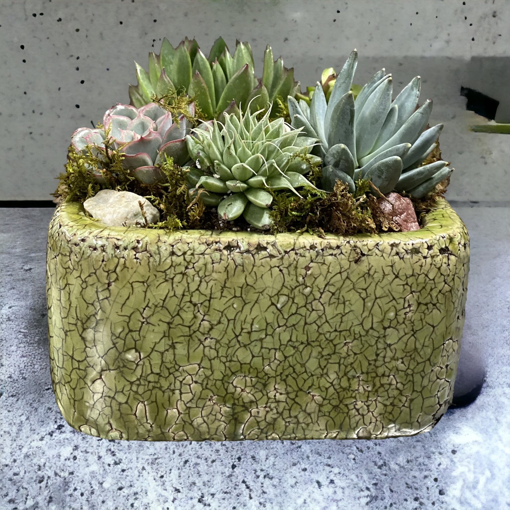 Low rectangular planter filled with assorted green and blue-toned succulents and small rocks
