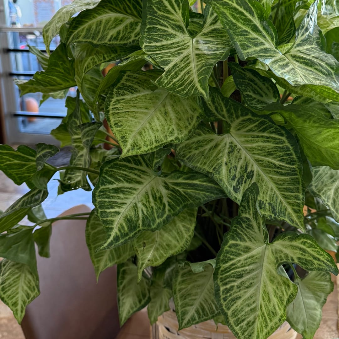Potted plant with variegated green arrow-shaped leaves