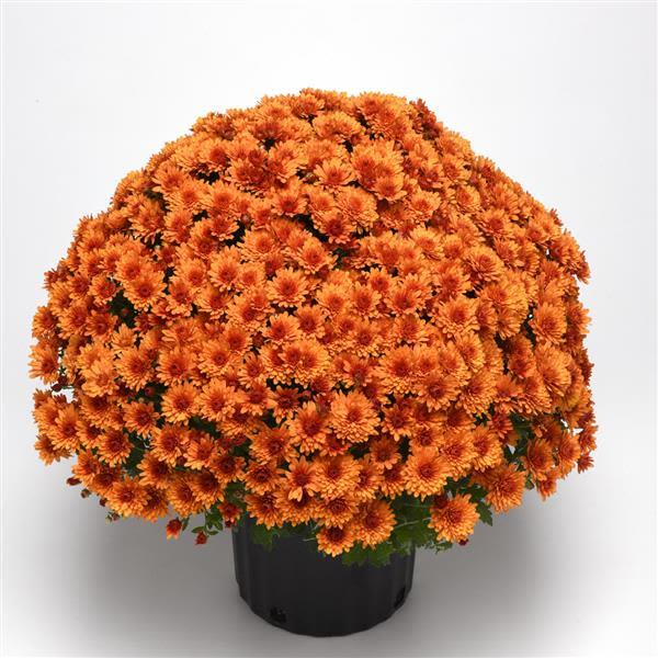 Orange chrysanthemum plant in a black pot