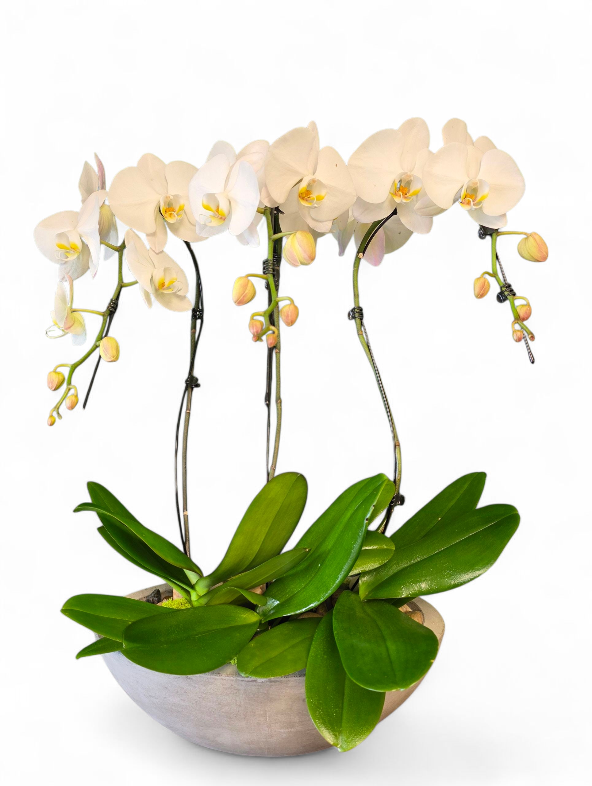 White orchid plant in a shallow gray pot