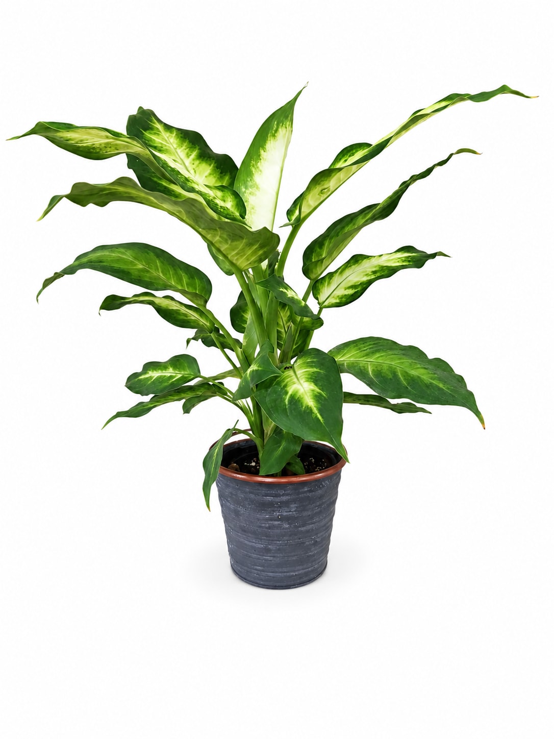 Potted green houseplant with variegated leaves in a dark planter