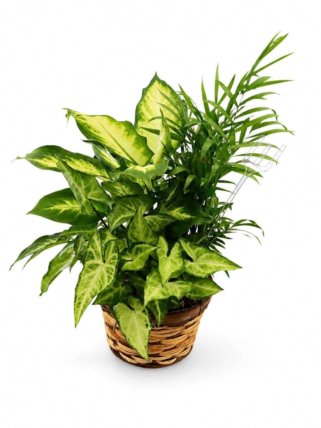 Potted green houseplant in a woven basket