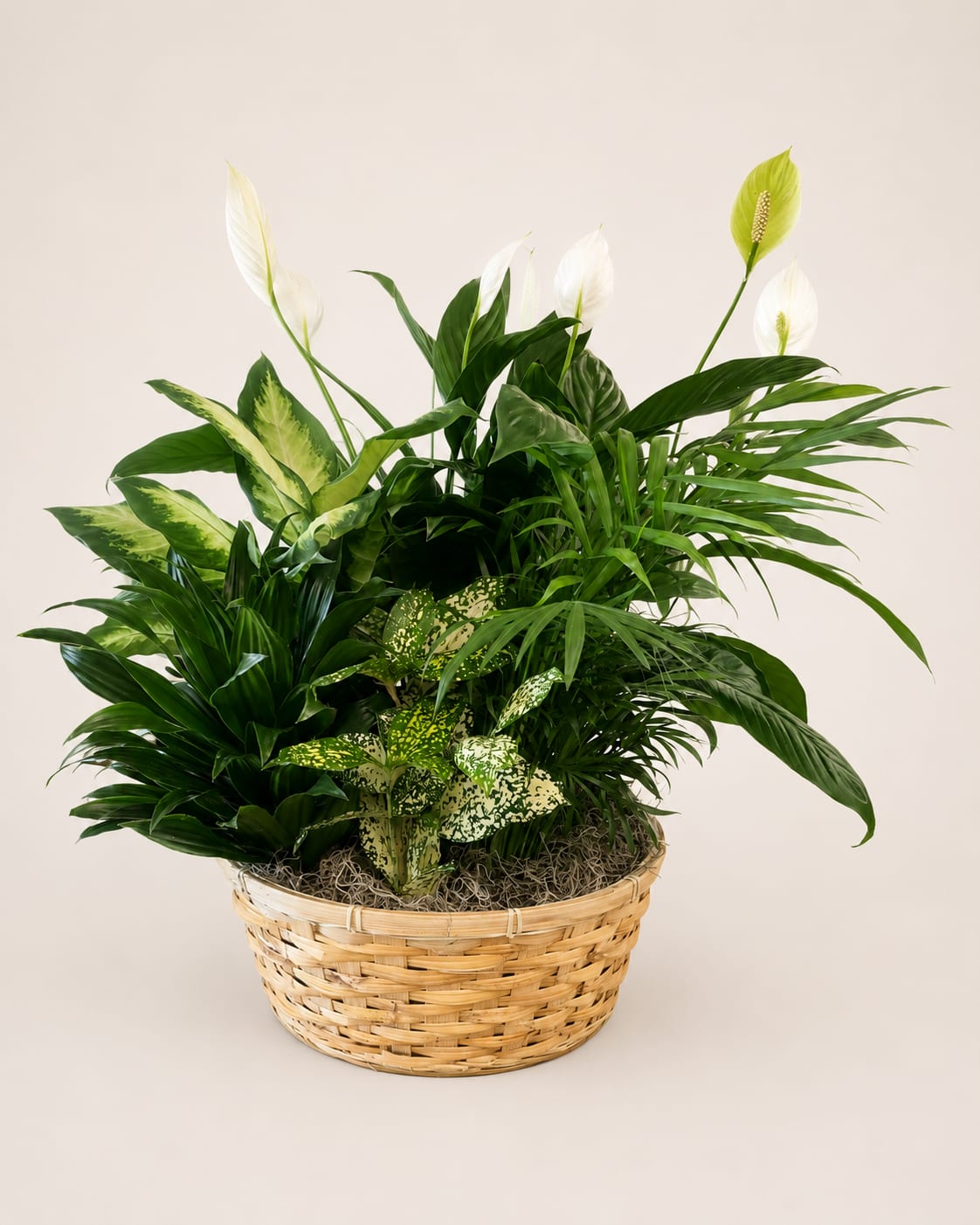 Basket of green houseplants with white peace lilies