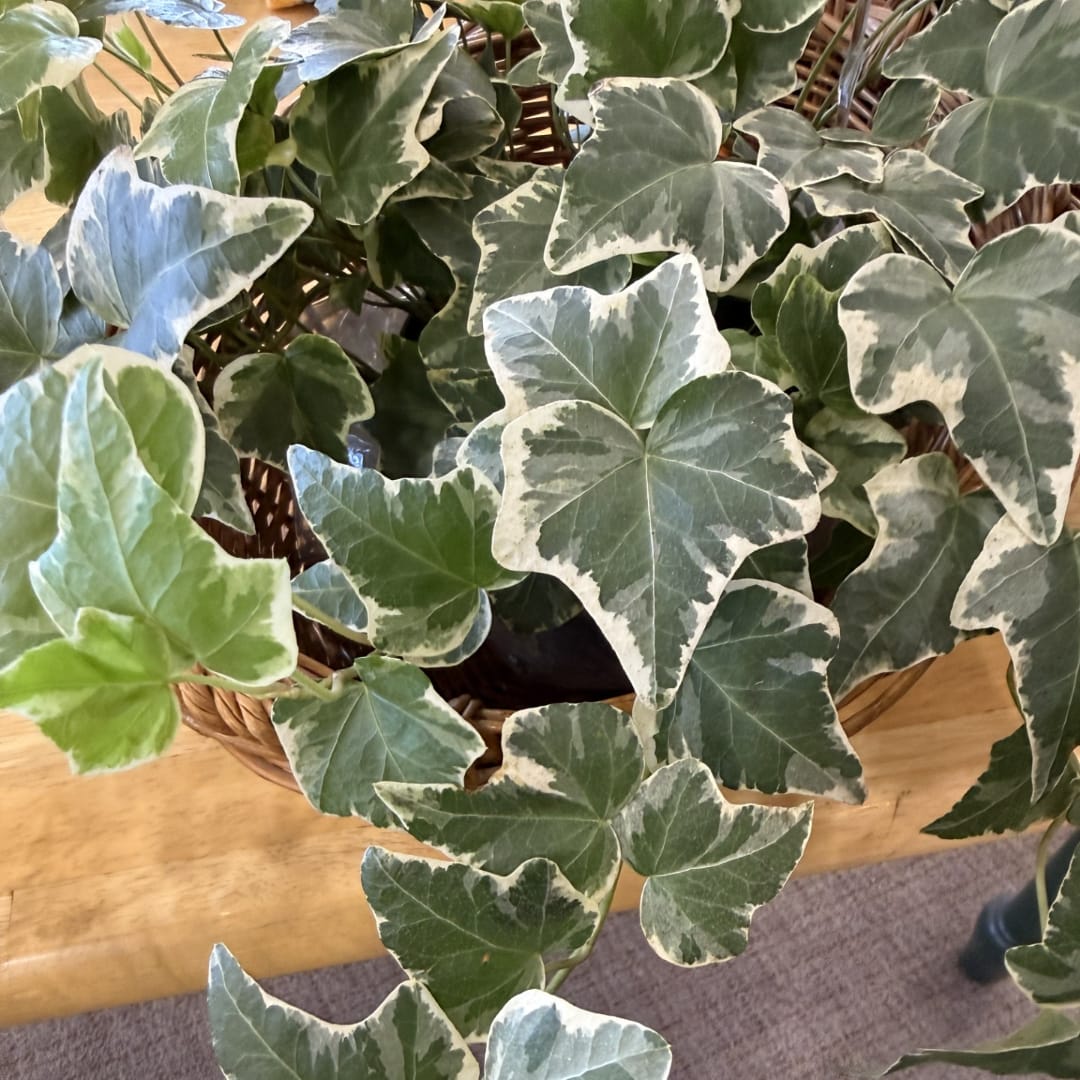 Variegated ivy plant in a woven basket on a wooden table