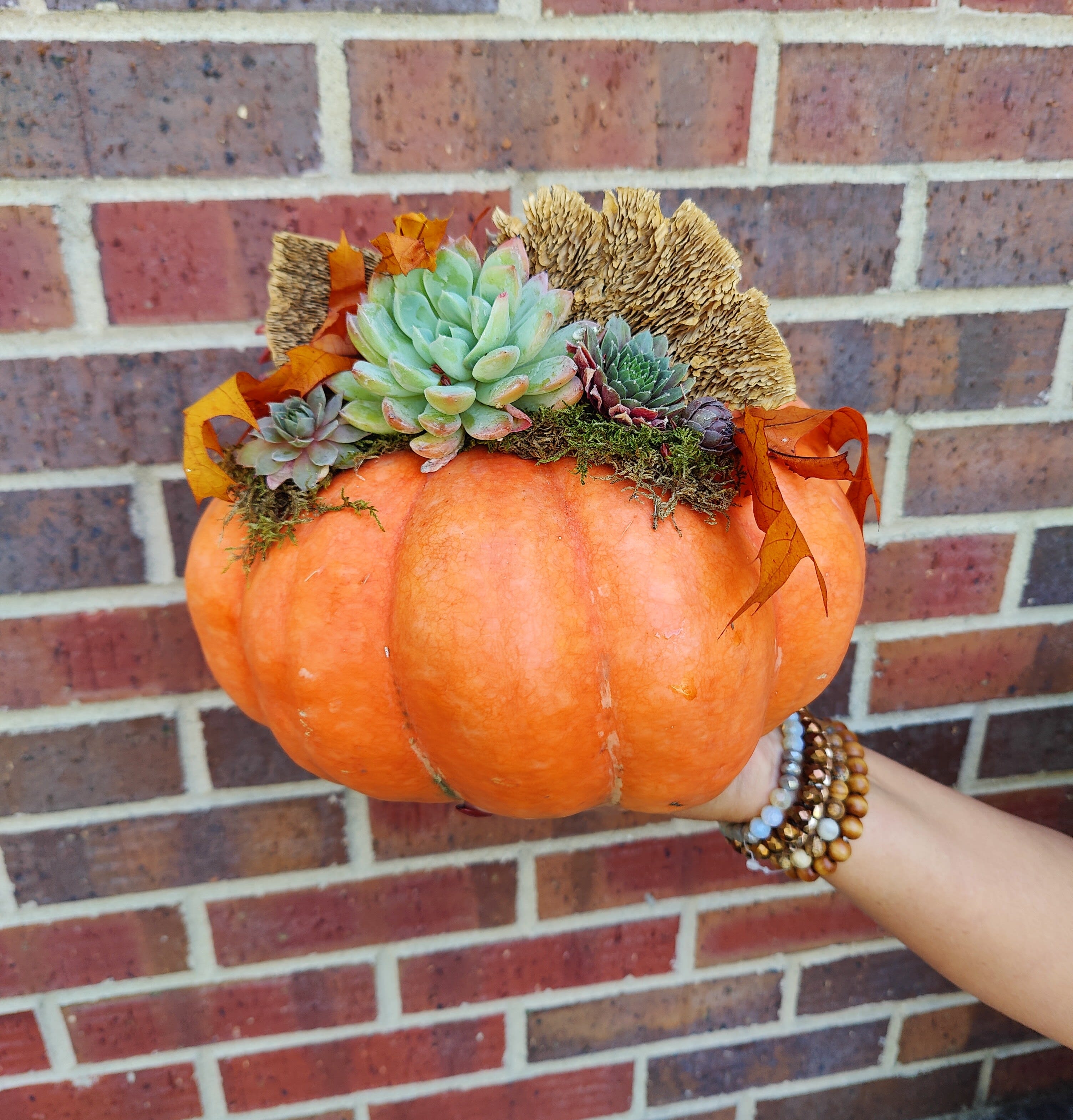 Pumpkin decorated with succulents and autumn leaves
