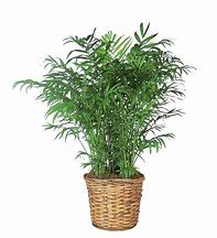 Potted green palm plant in a woven basket